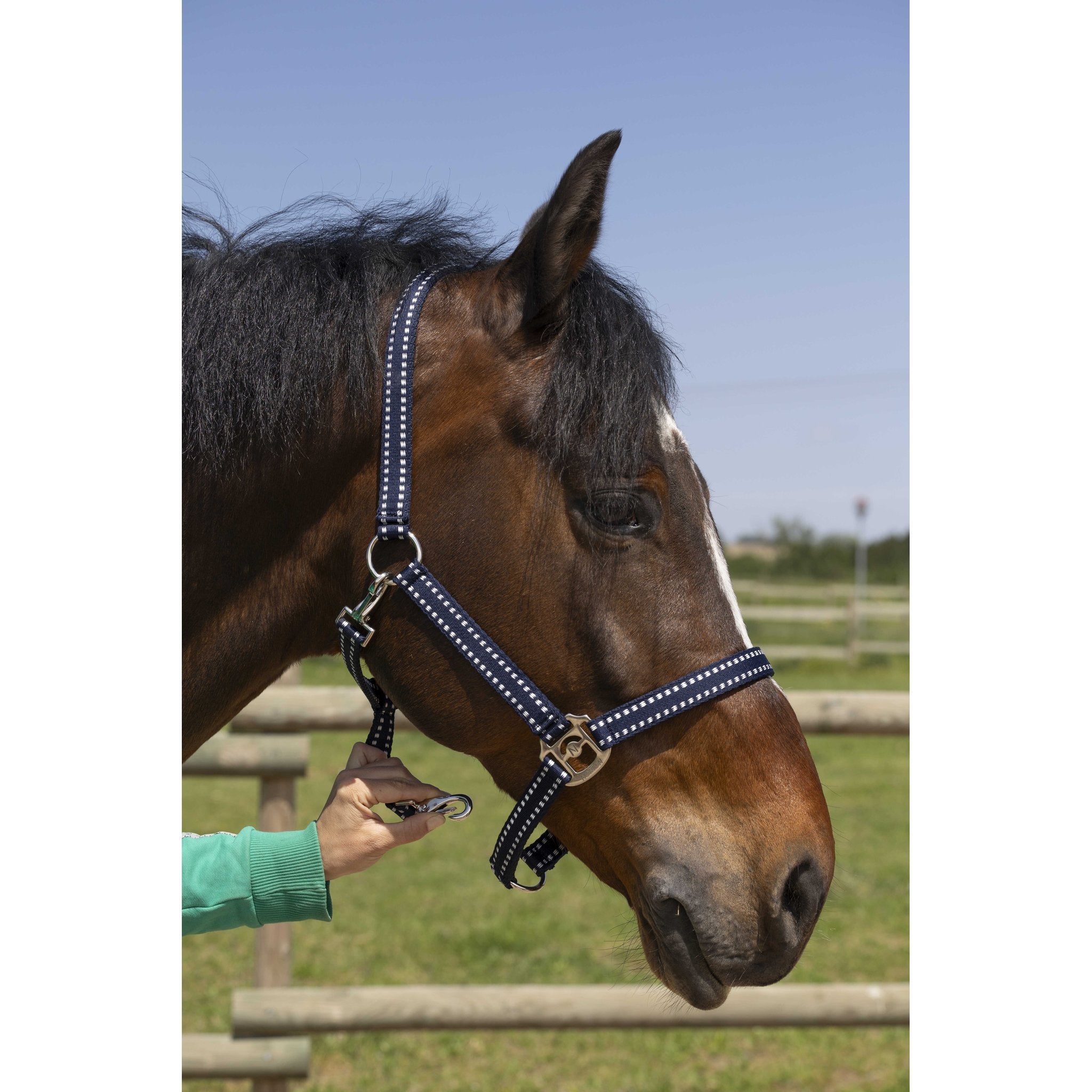 Norton Grooming grimma