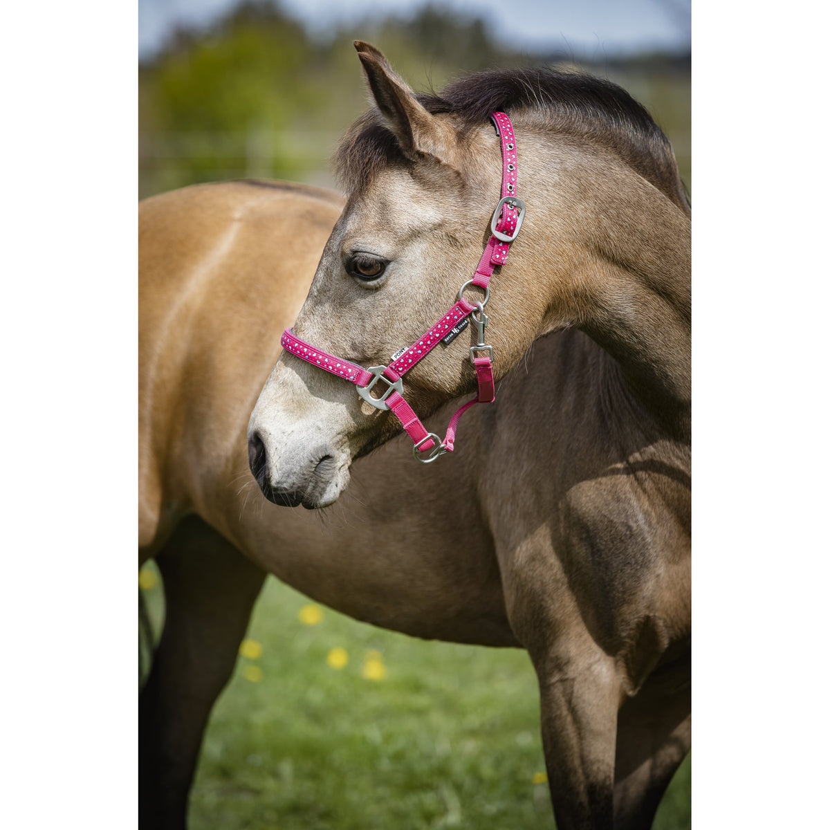HorseGuard Love grimma