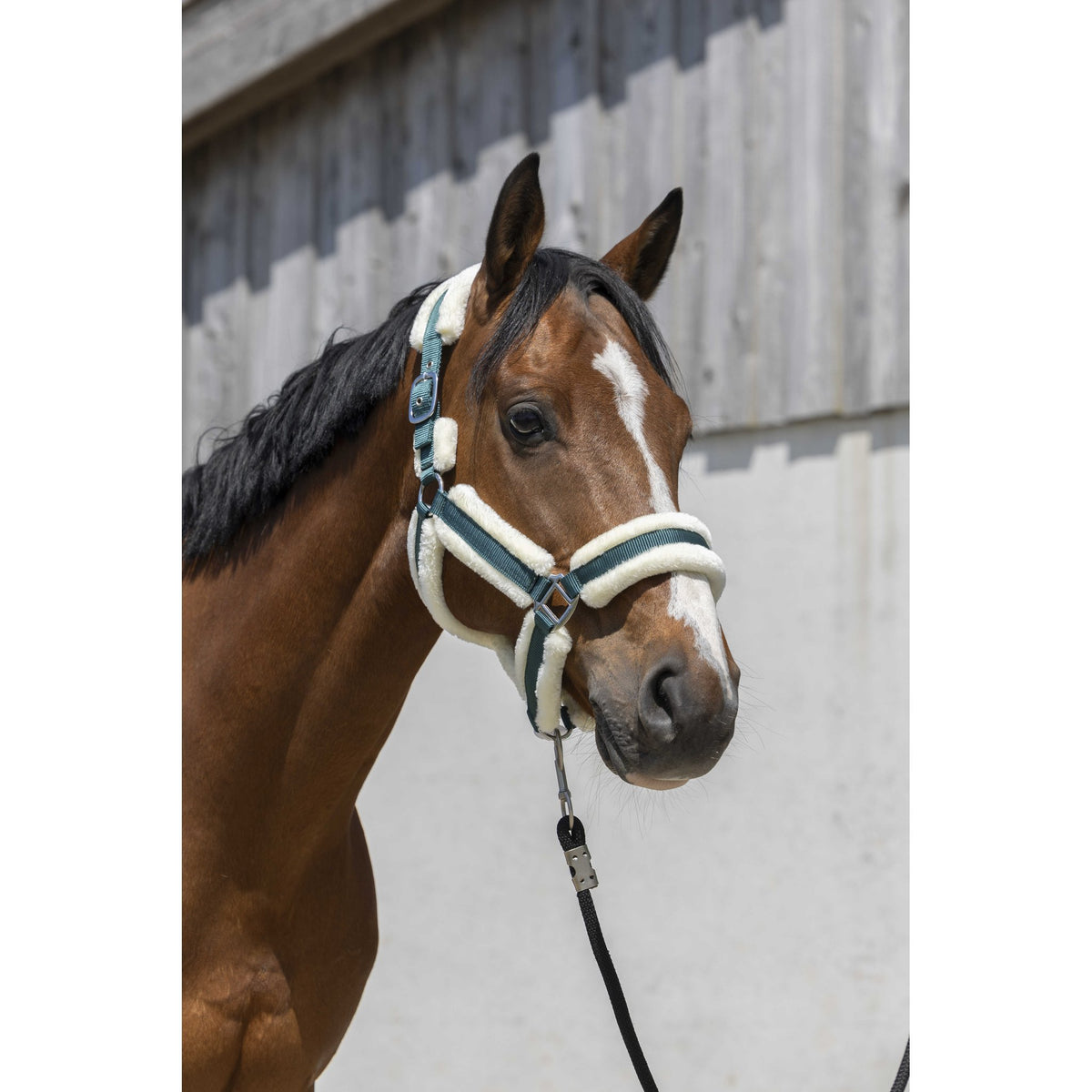 Norton Cosy grimma