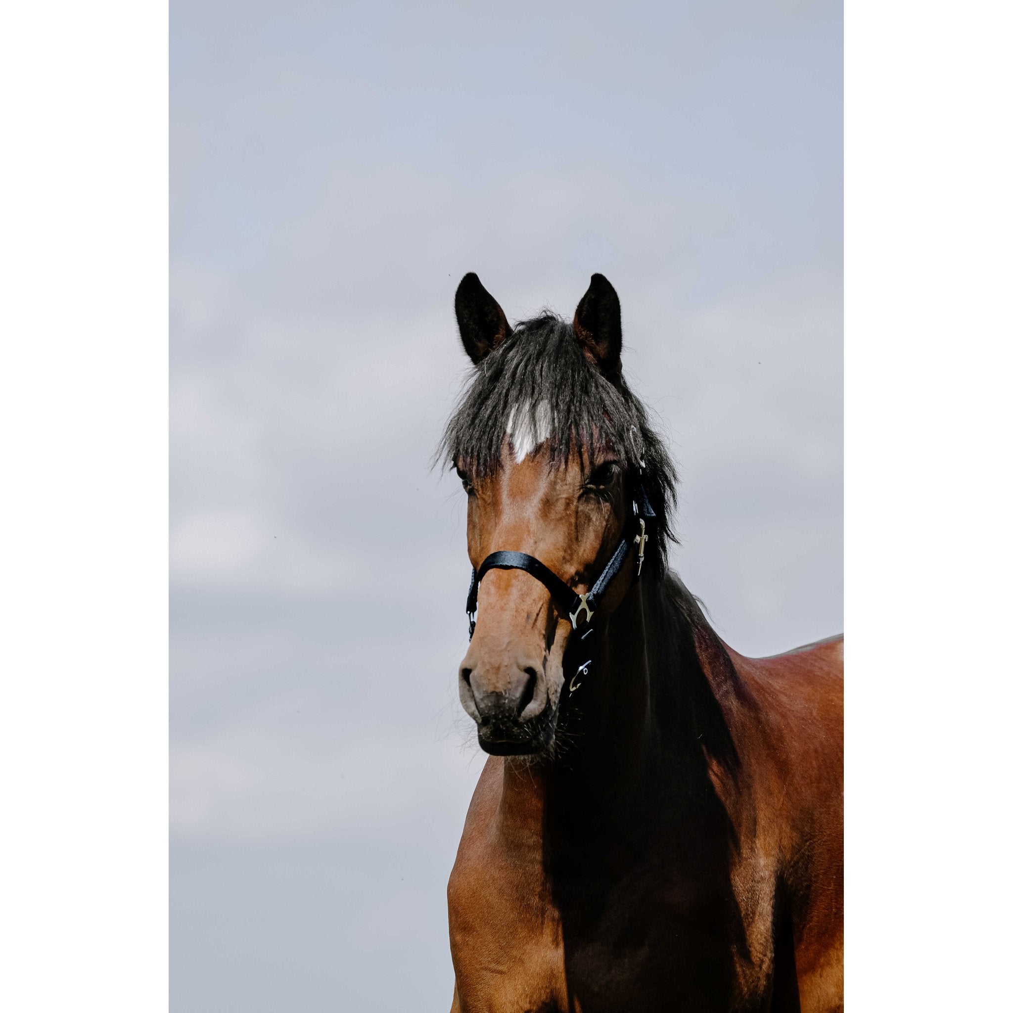 Riding World Cushion Grimma