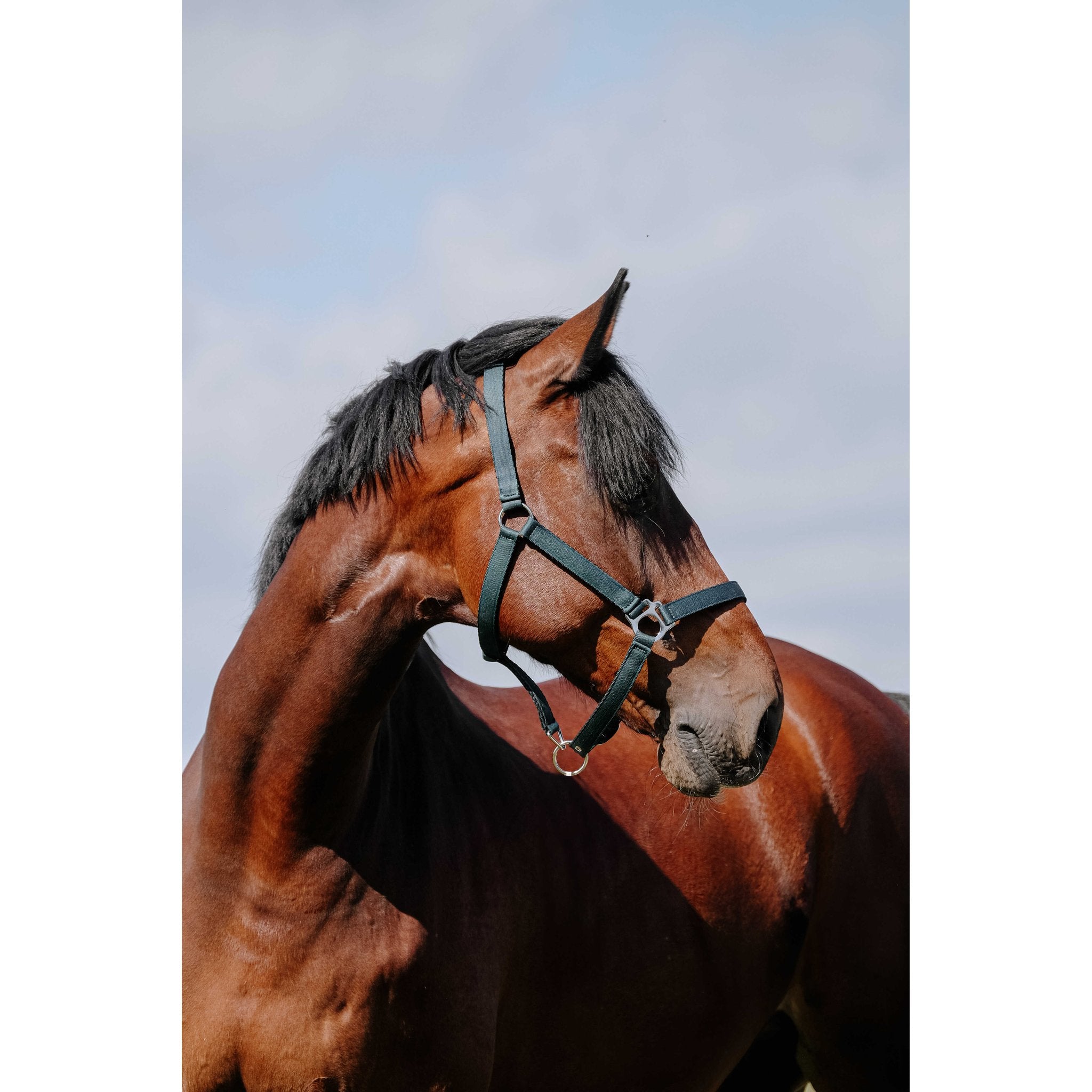 Riding World Cushion Grimma