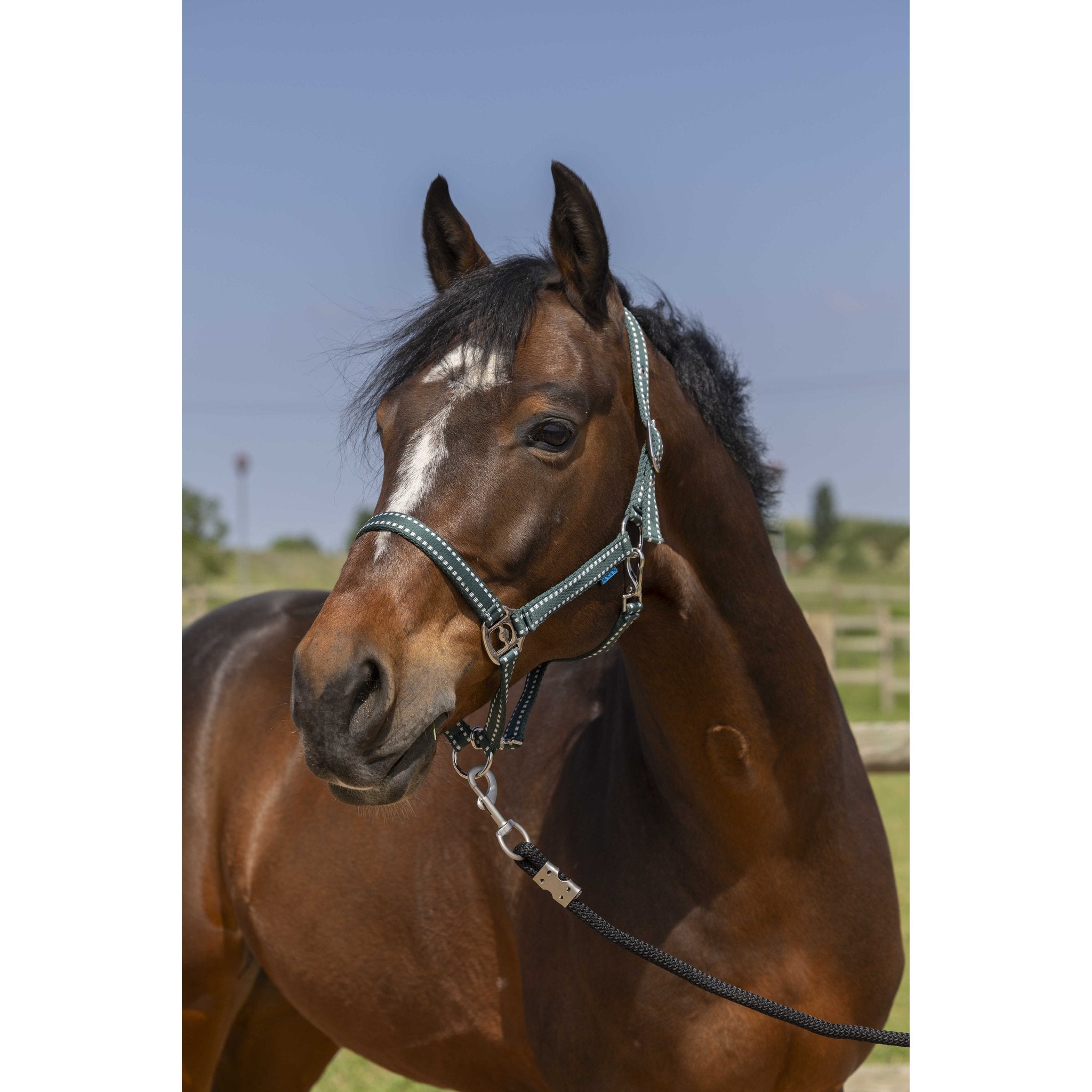Norton Grooming grimma