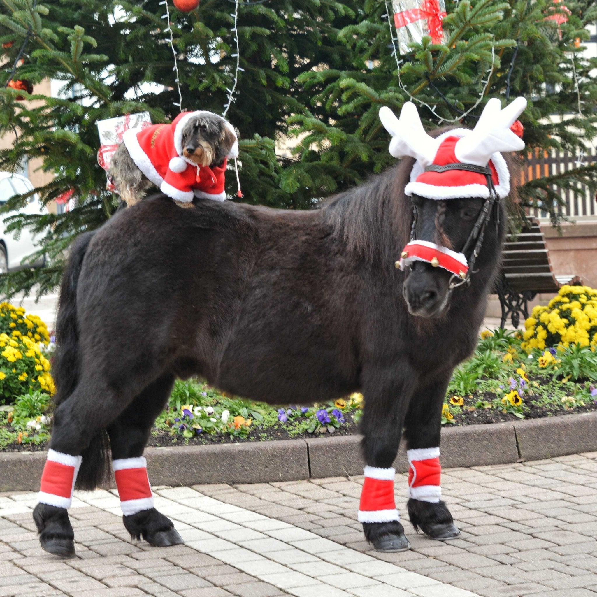 Equithème Christmas Luva med horn