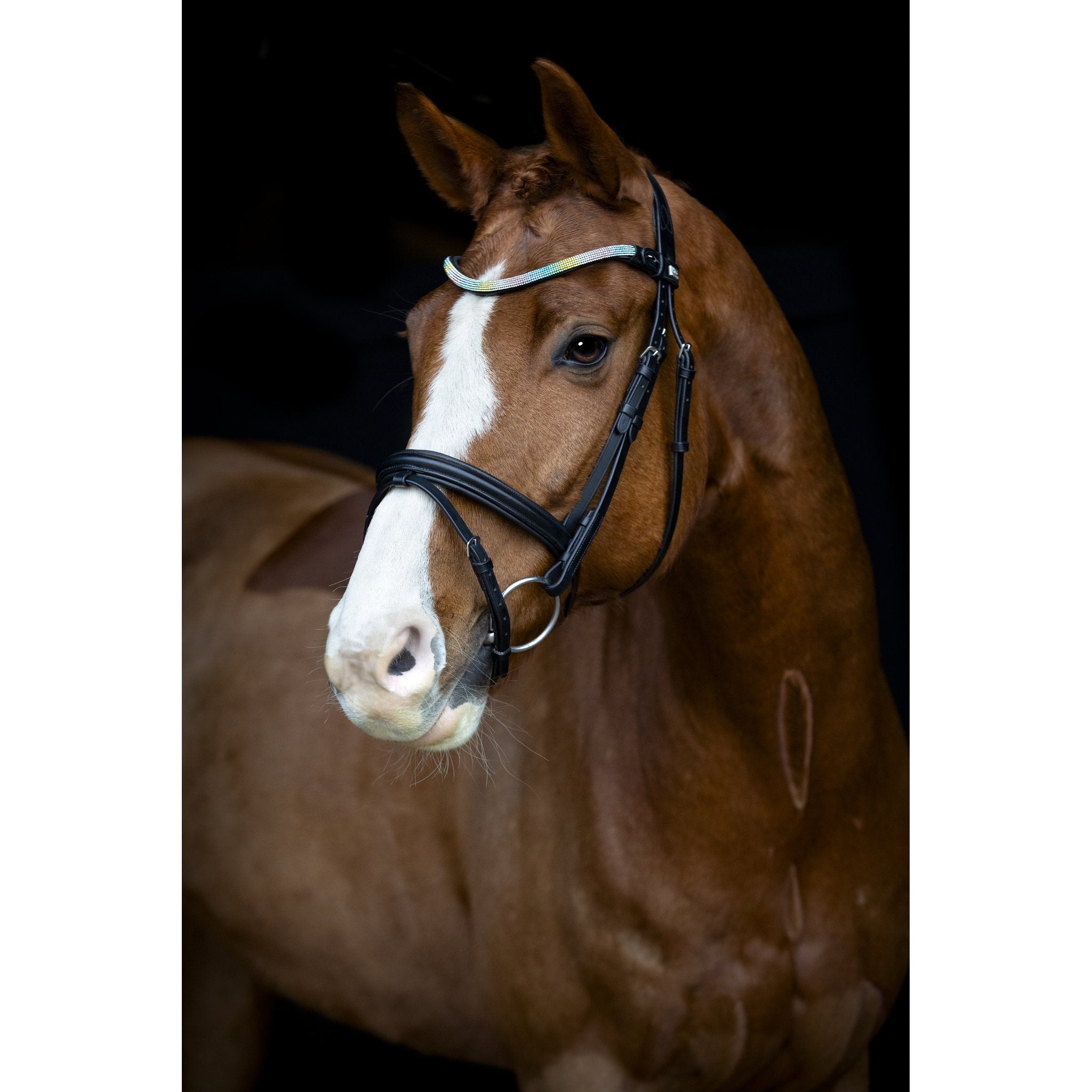 Horse Guard Rainbow pannband