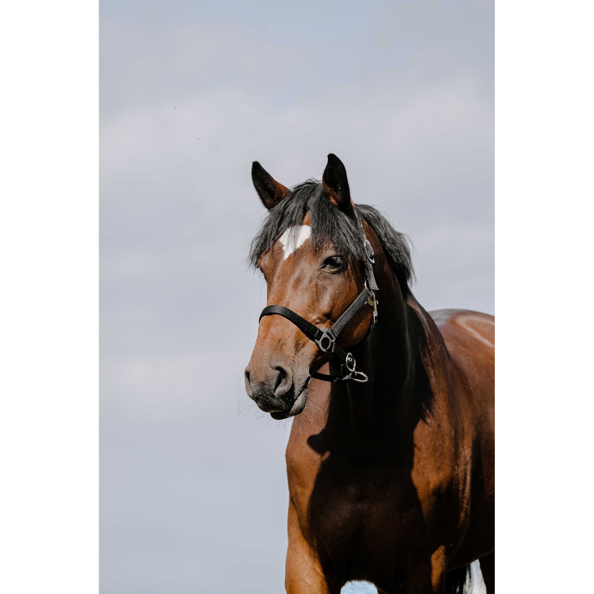 Riding World Cushion Grimma