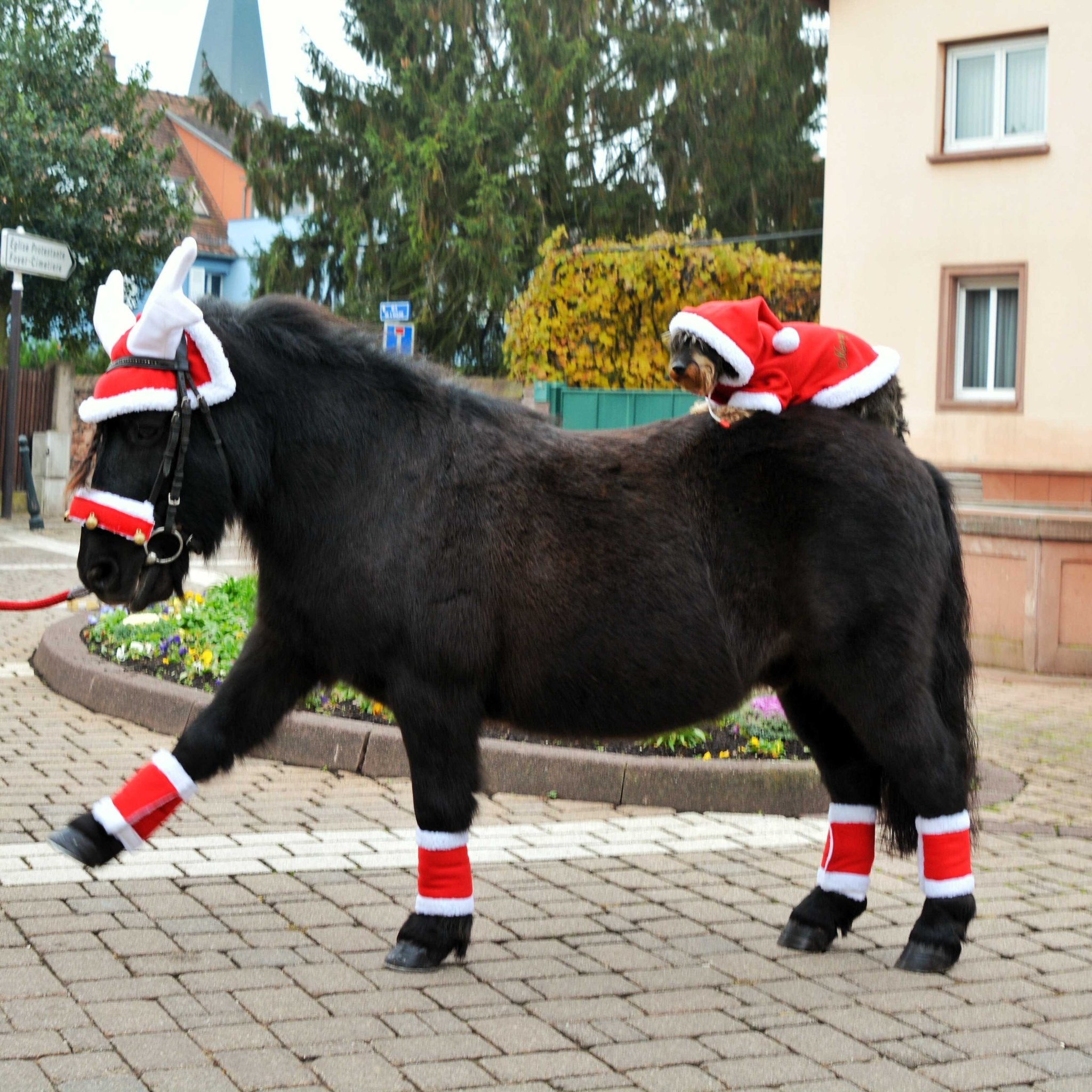 Equithème Christmas Luva med horn