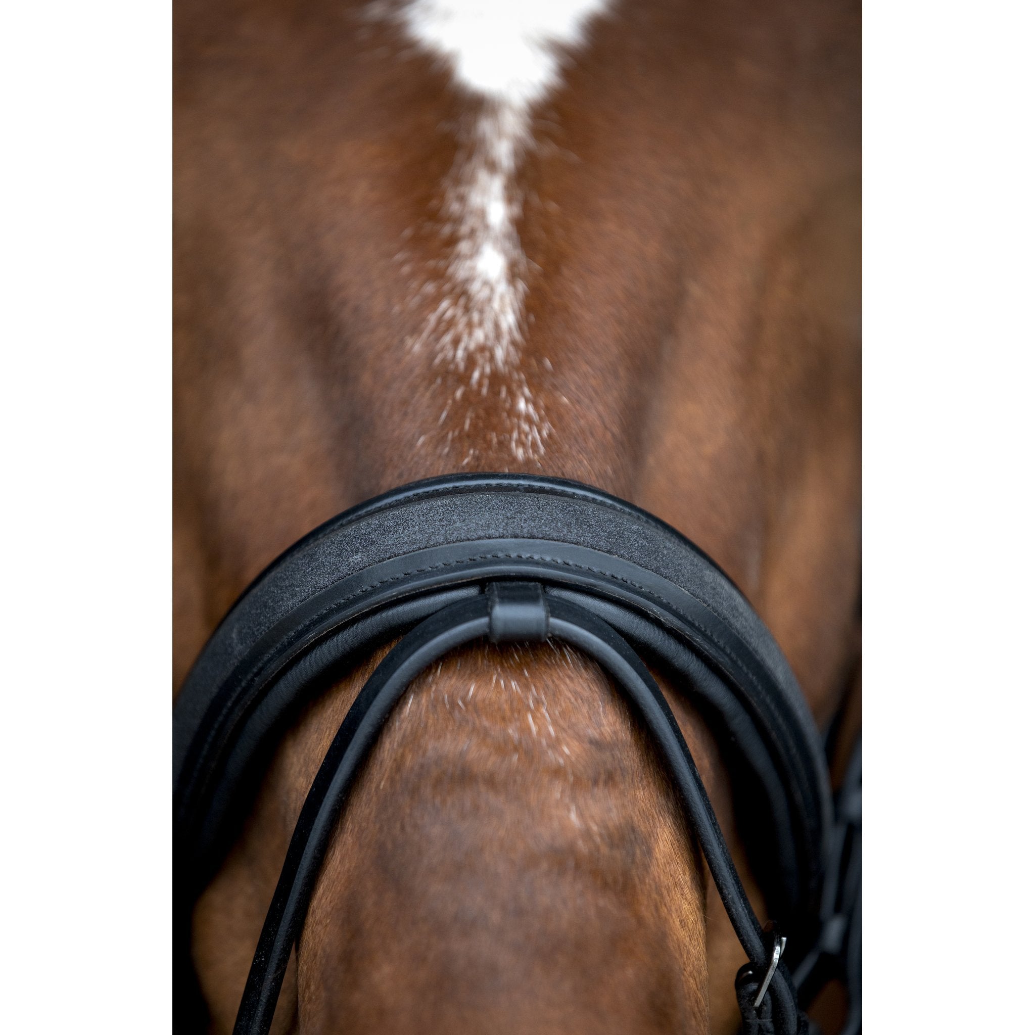 Horse Guard Cryll 26.2 träns med pull-back och kombinerat nosgrimma