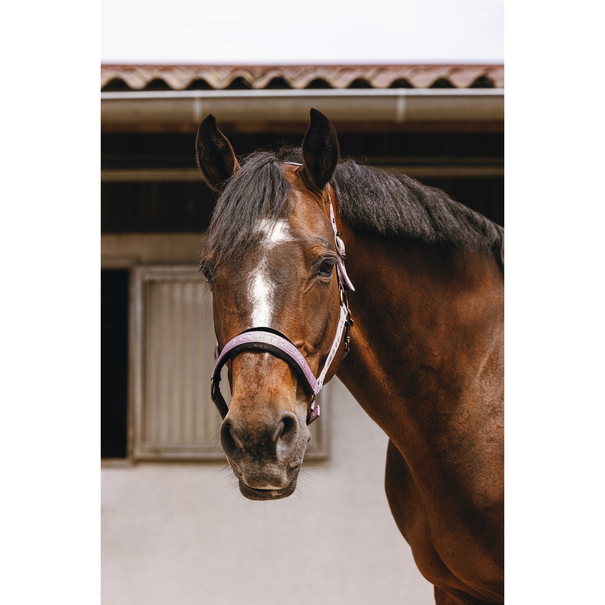 Equitheme Jaquard grimma