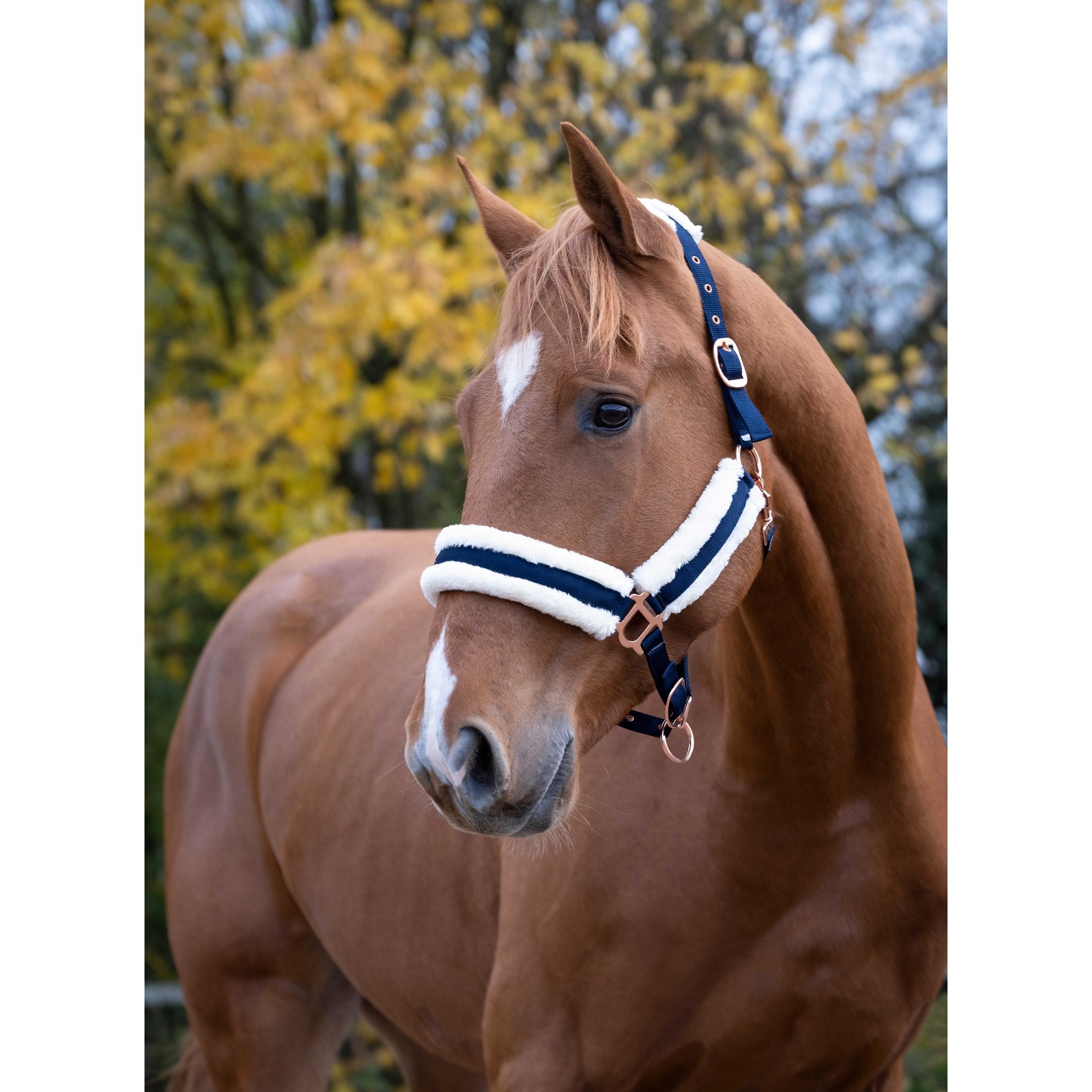 Norton Comfort grimma