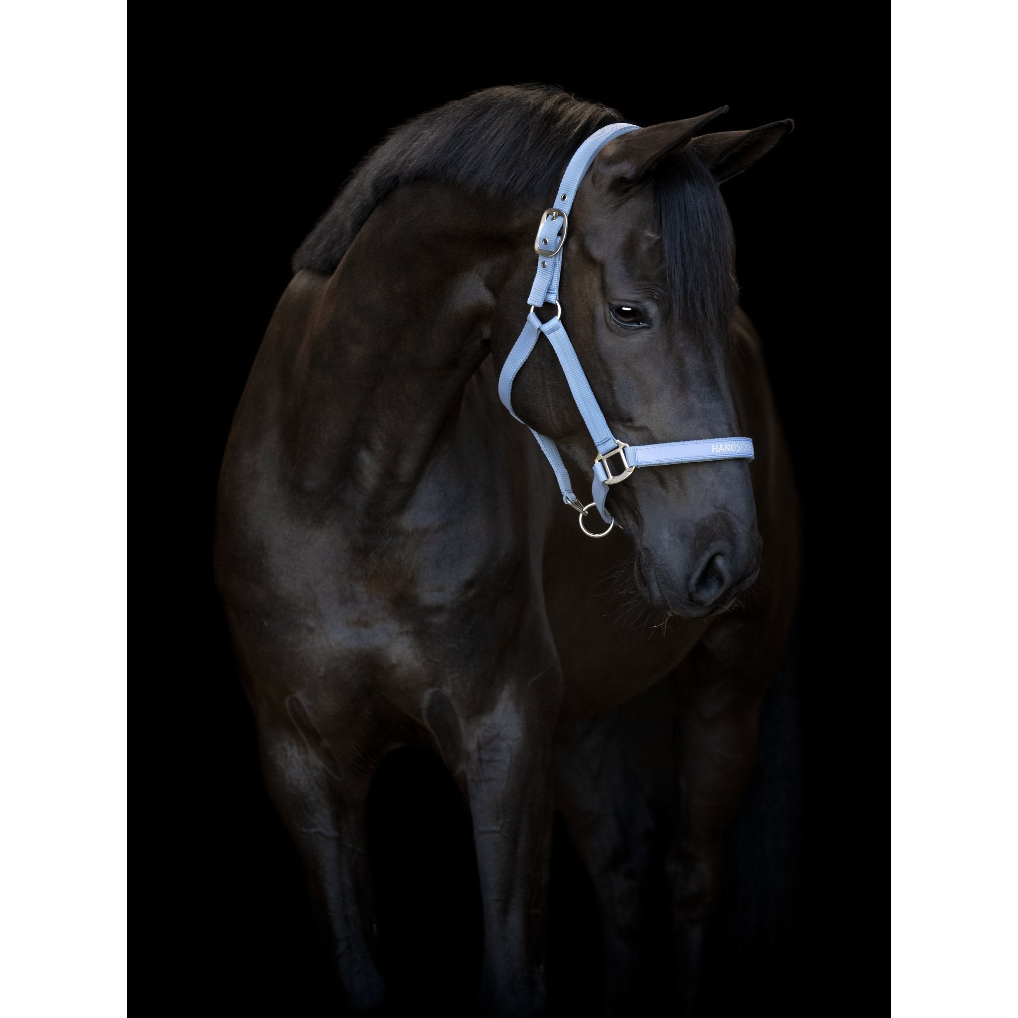 HorseGuard Malva grimma