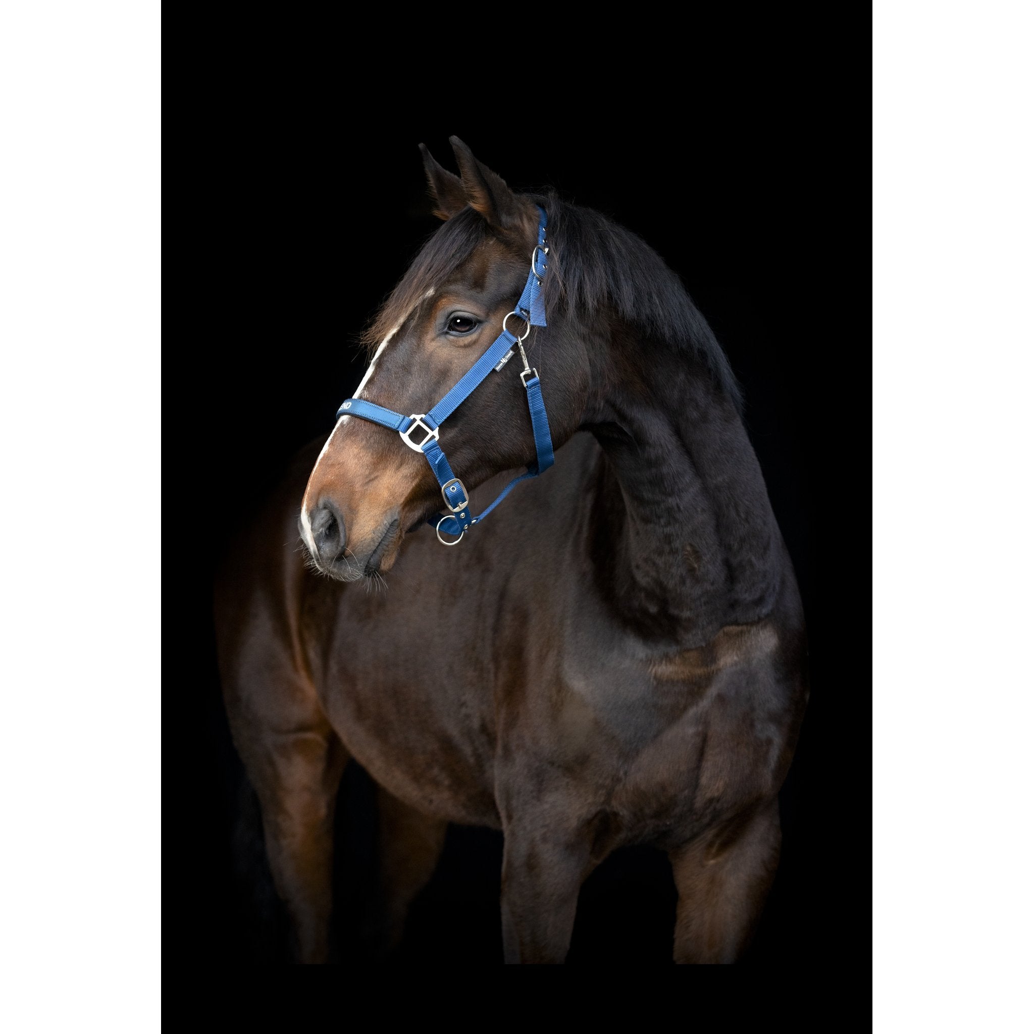 Horse Guard Malva Grime