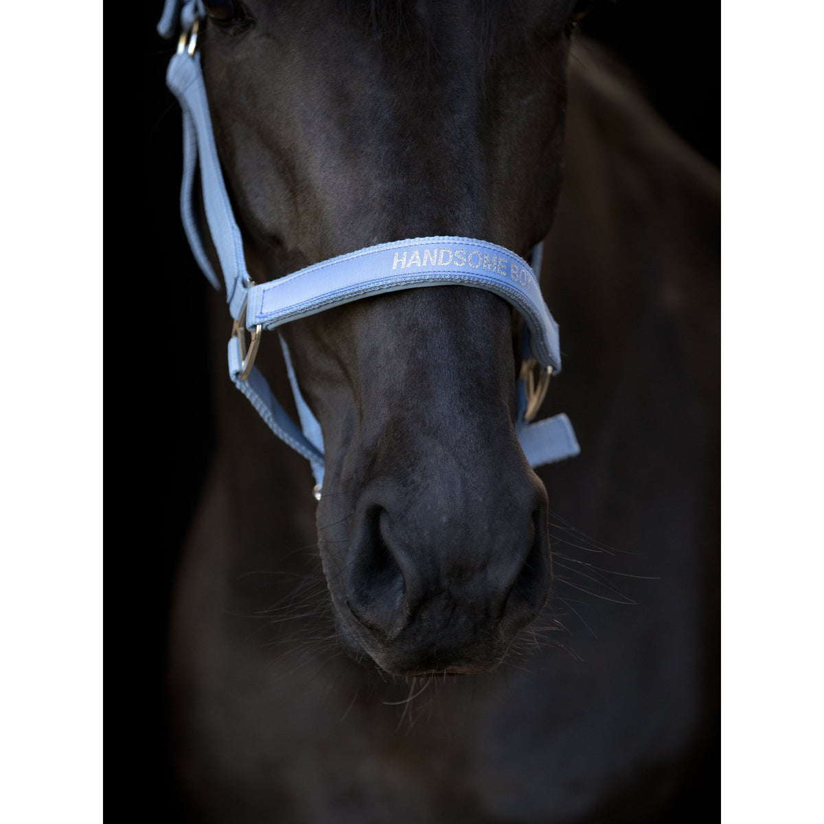 HorseGuard Malva grimma