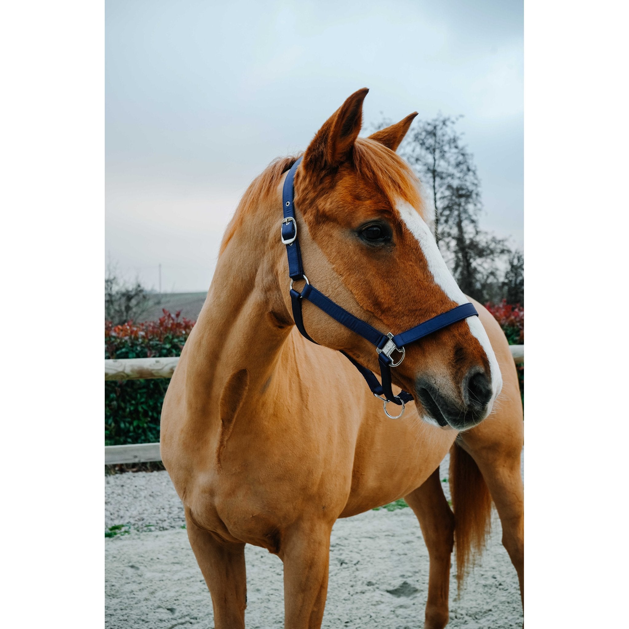 Equitheme Opal grimma