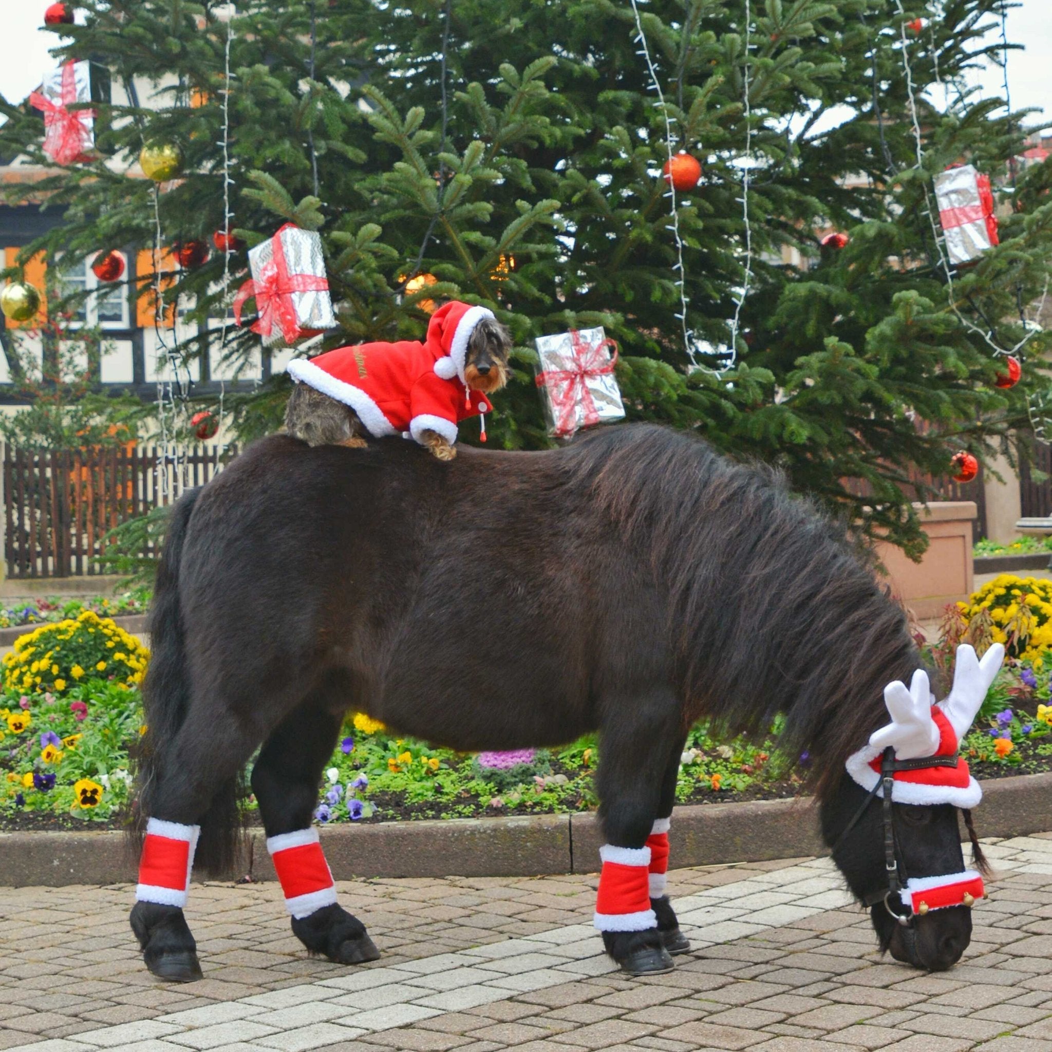 Equithème Christmas Luva med horn