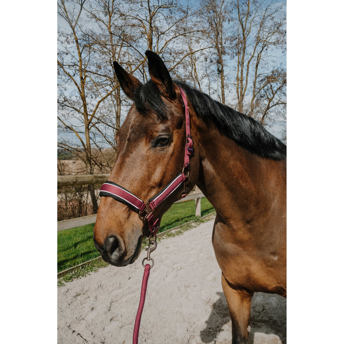 Equitheme Coco set grimma + grimskaft