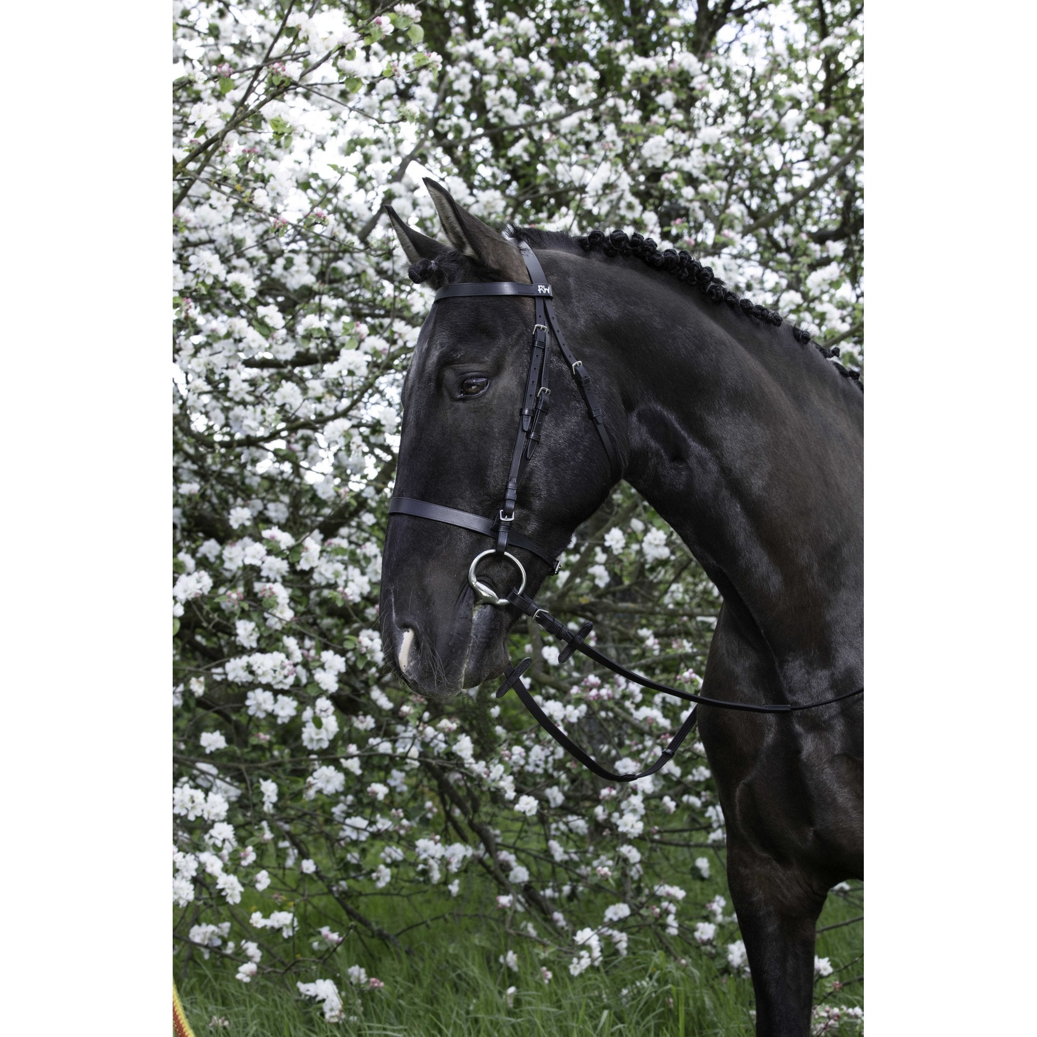 RIDING WORLD Muserolle Francaise Träns