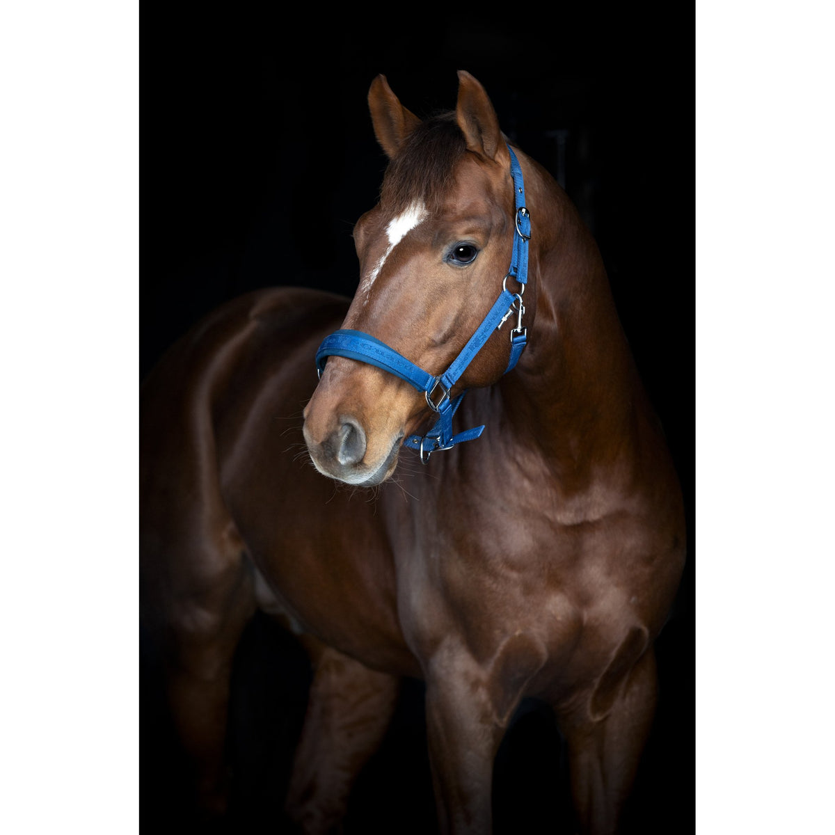 HorseGuard Diya grimma 2.0