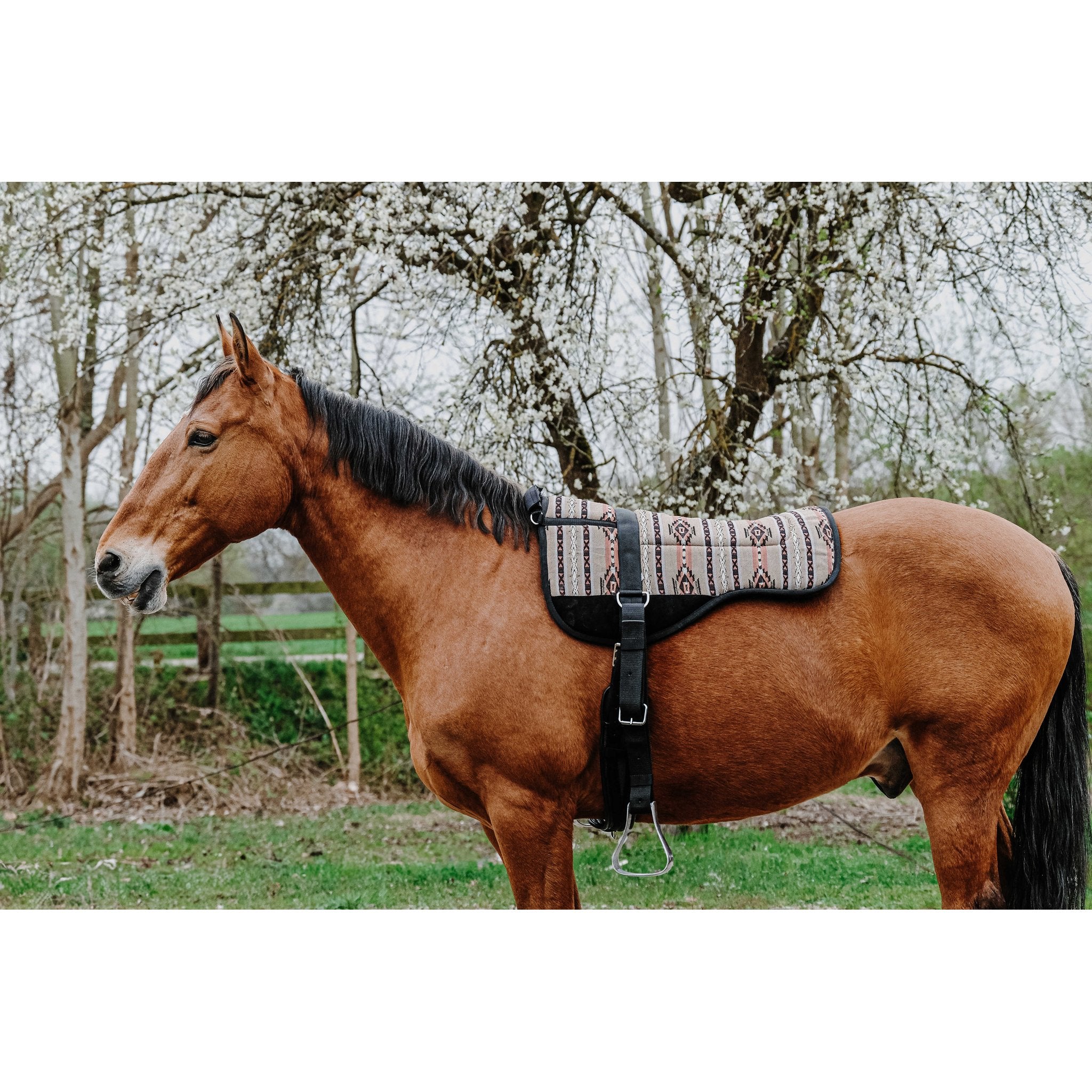 Norton barbackapadd Kiowa