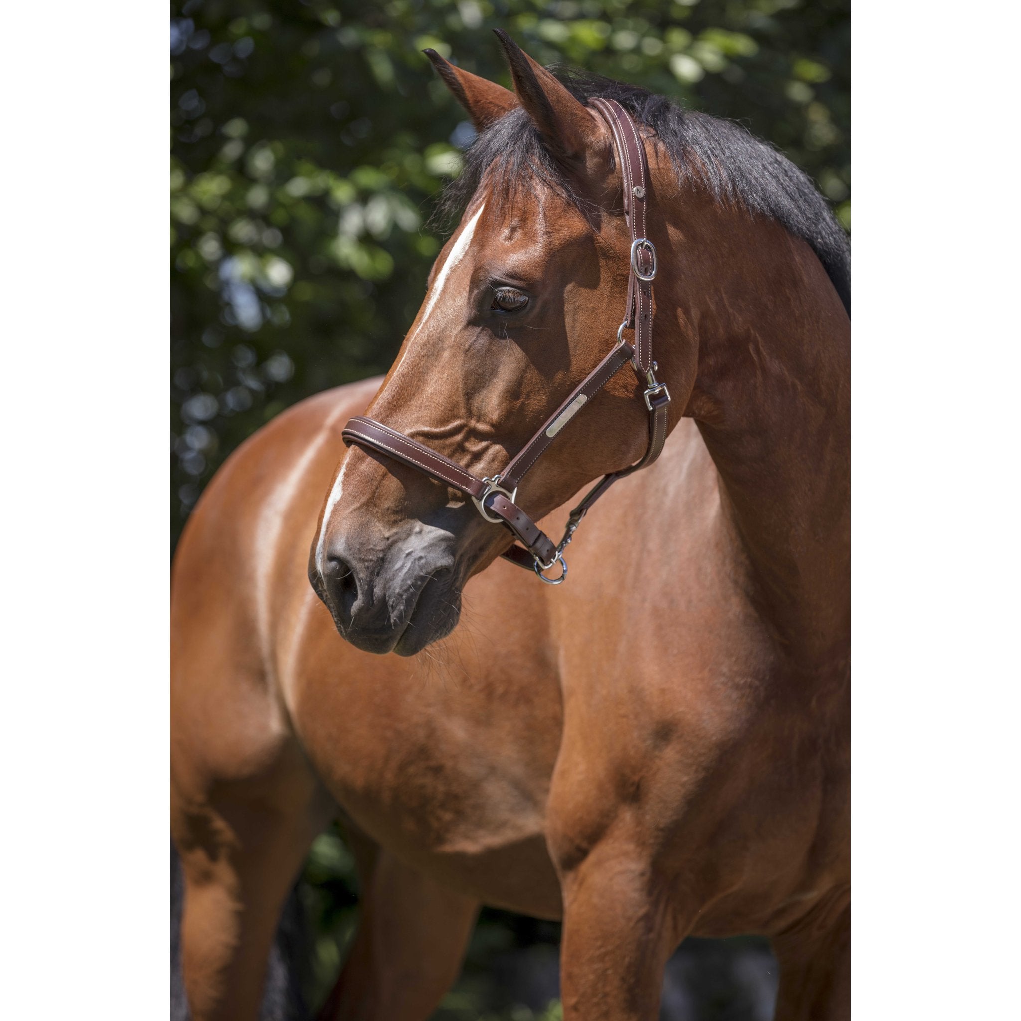 Norton Pro Grooming Lädergrimma