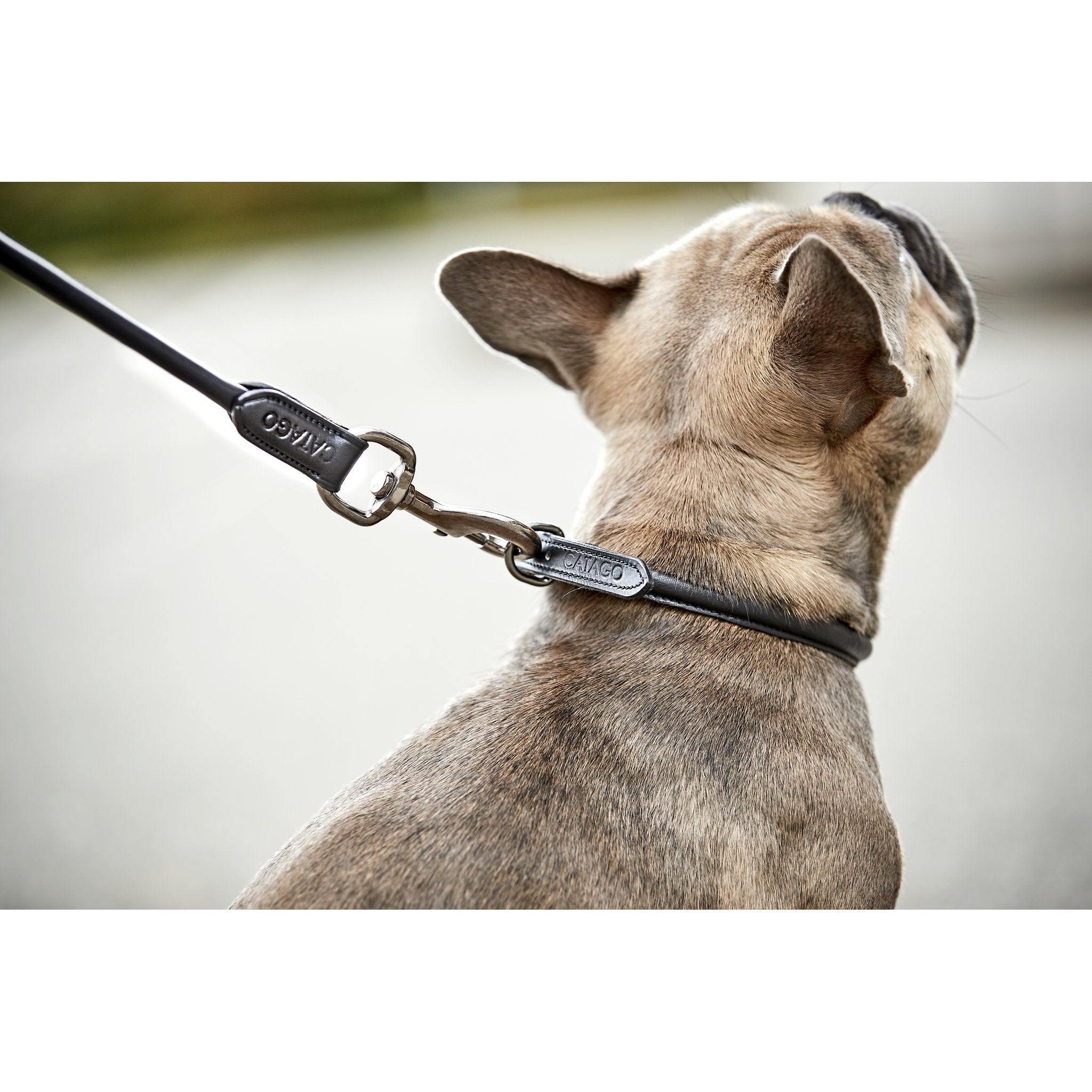 CATAGO Leather round dog lead