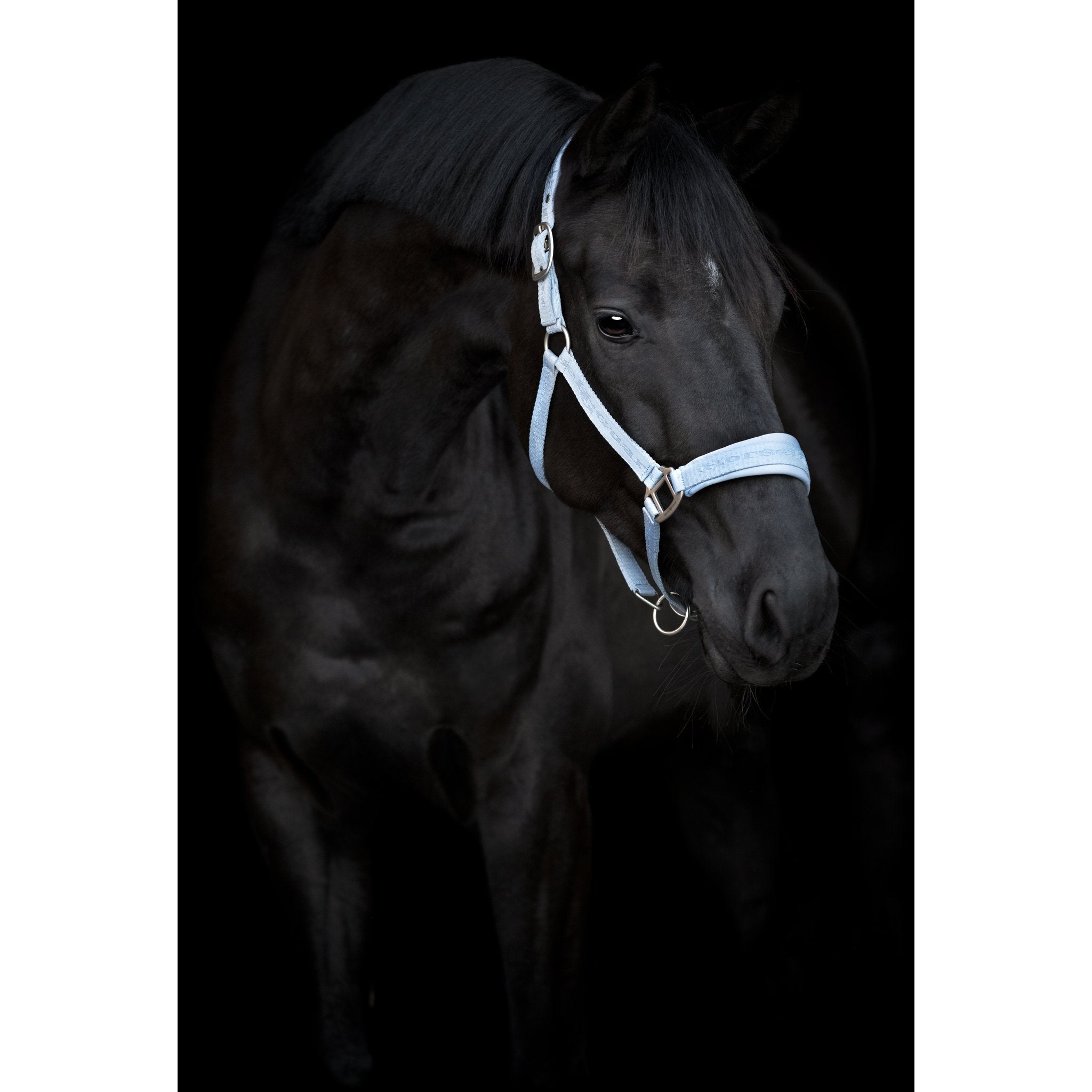 HorseGuard Diya 2.0 grimma