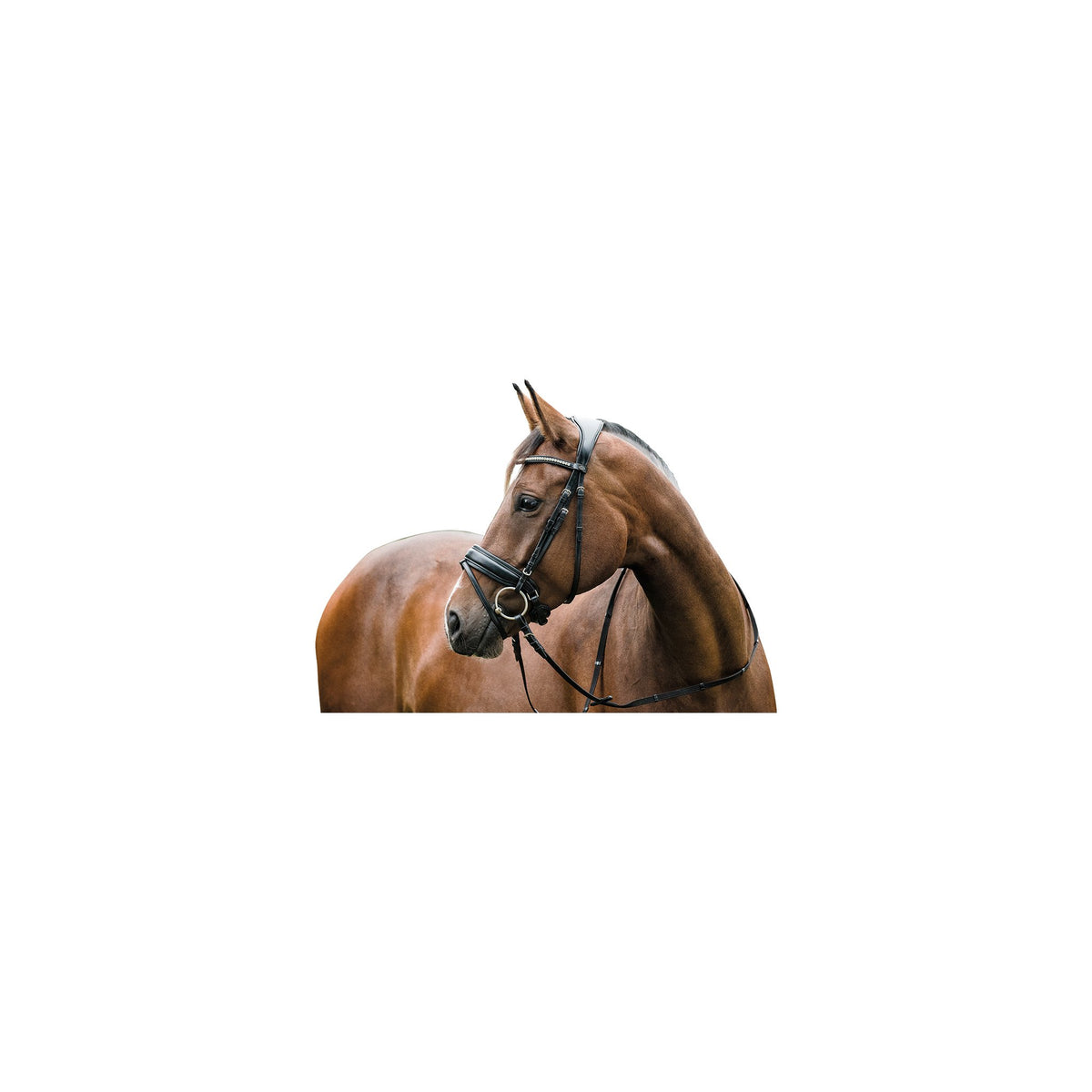 HorseGuard Ergo träns m/tbk
