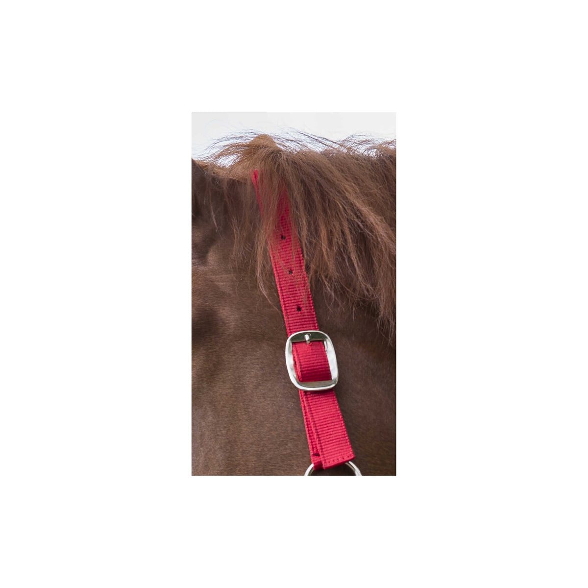 Riding World set grimma + grimskaft