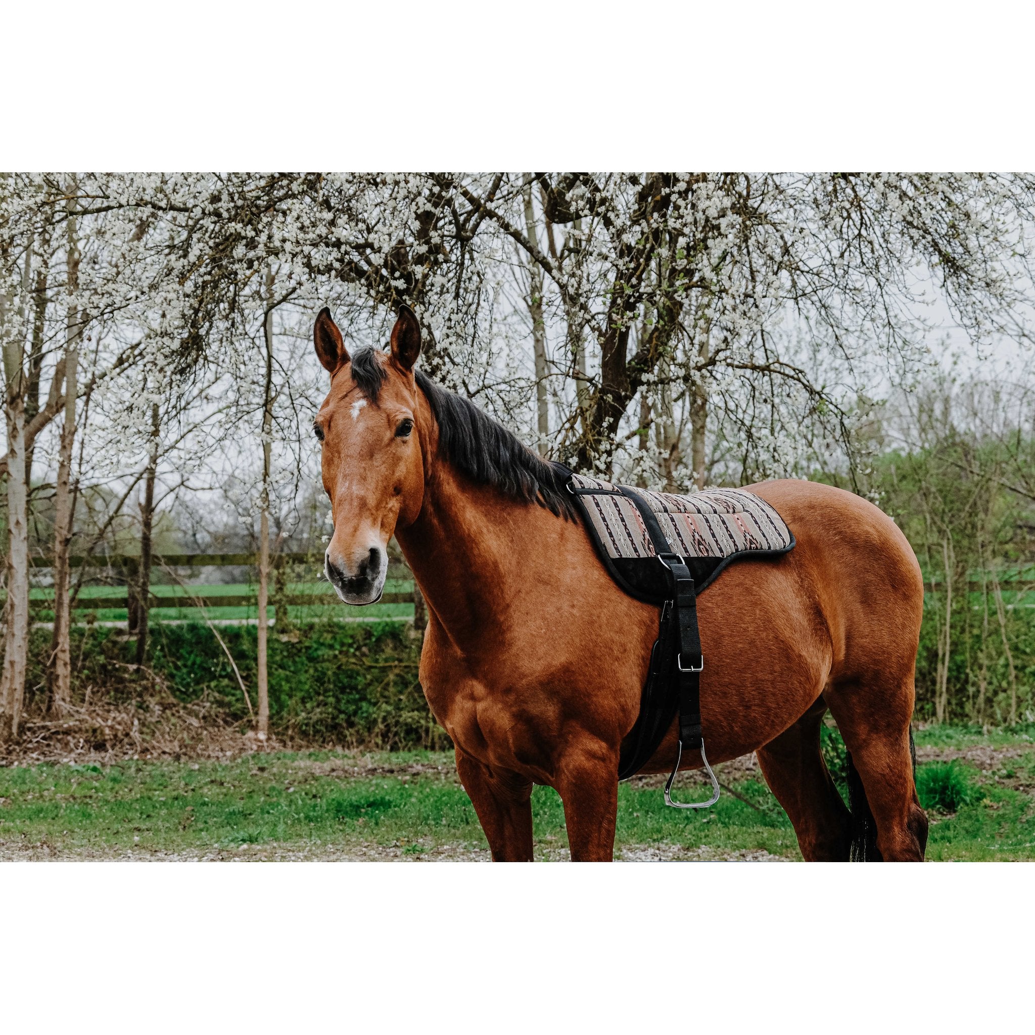 Norton barbackapadd Kiowa