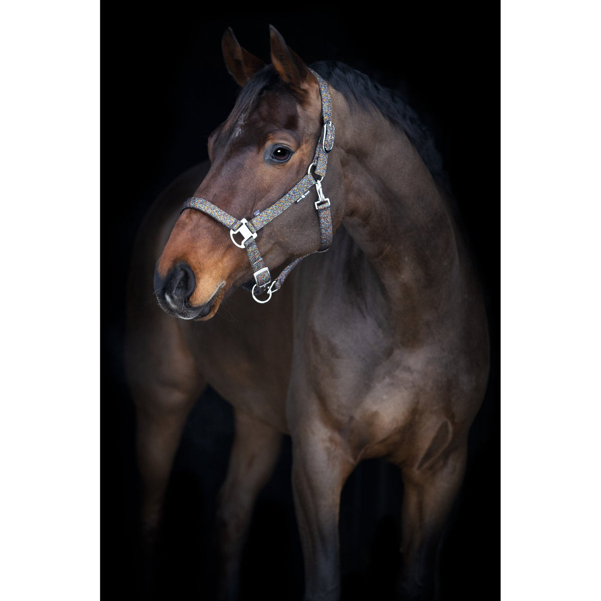 Horse Guard Jacksonville grimma