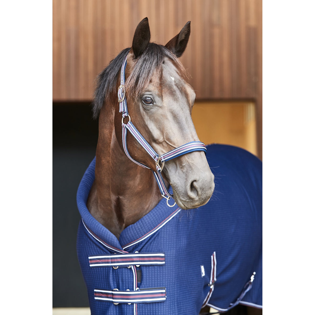 HorseGuard Kaloa halter