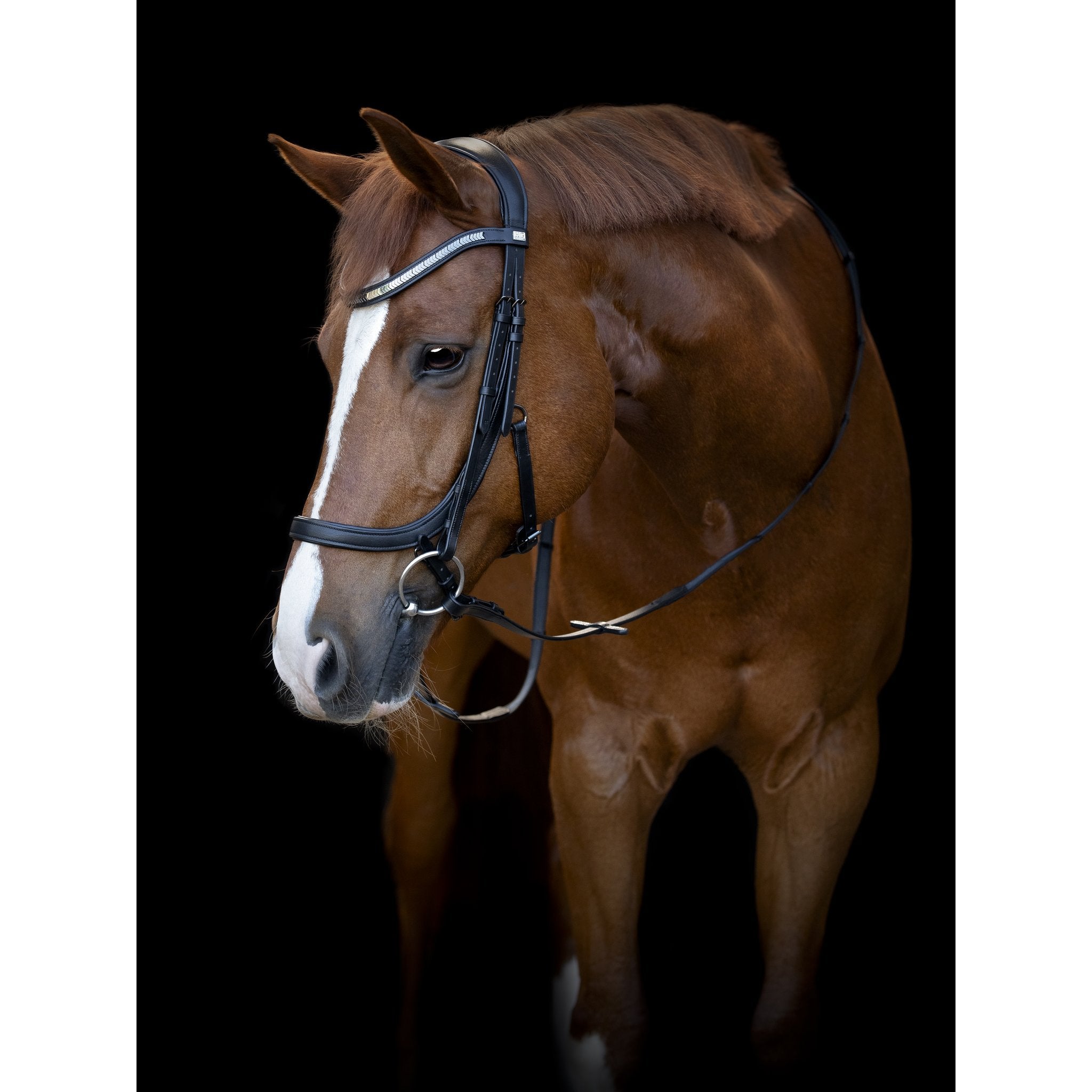 HorseGuard Tine anatomiskt träns