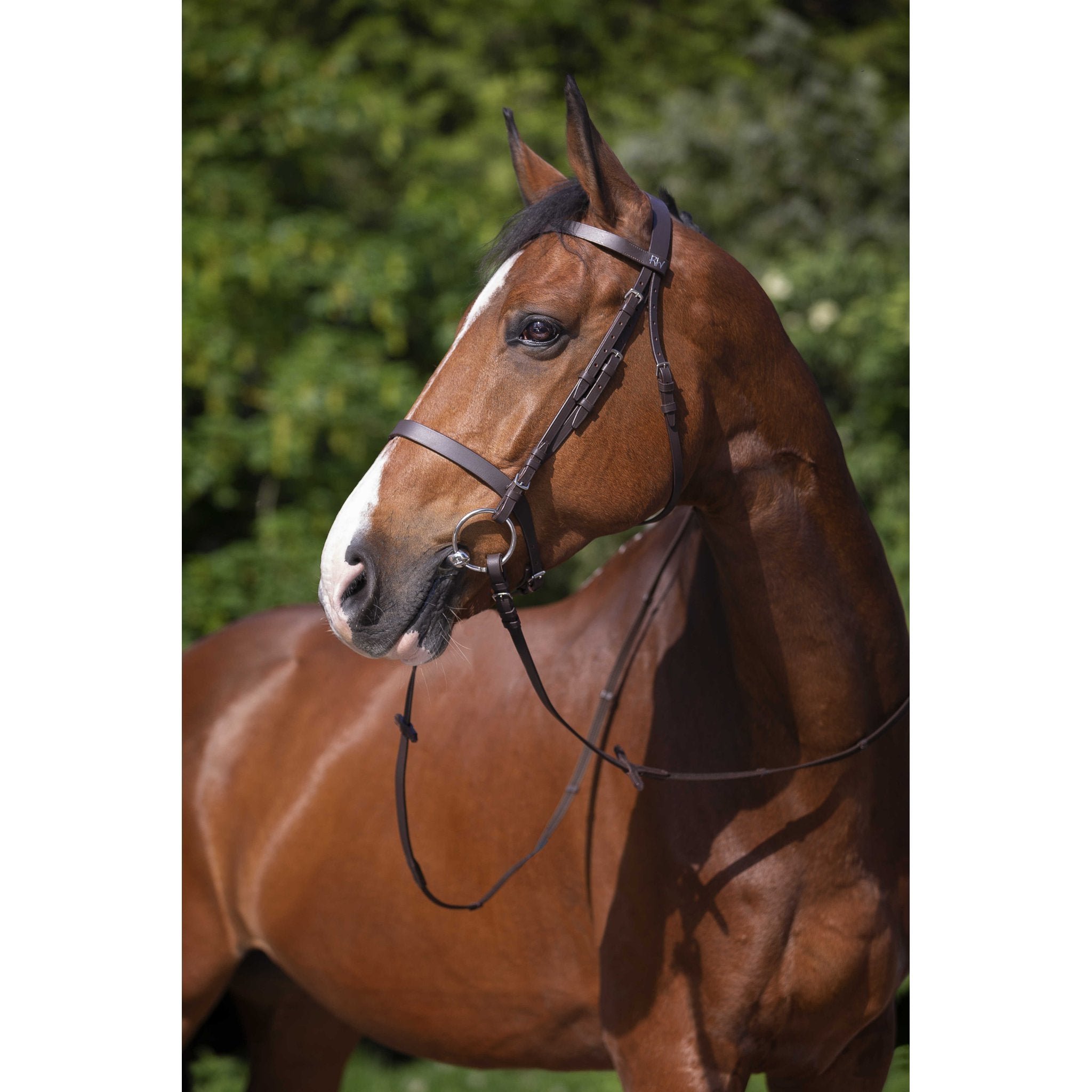 RIDING WORLD Muserolle Francaise Träns