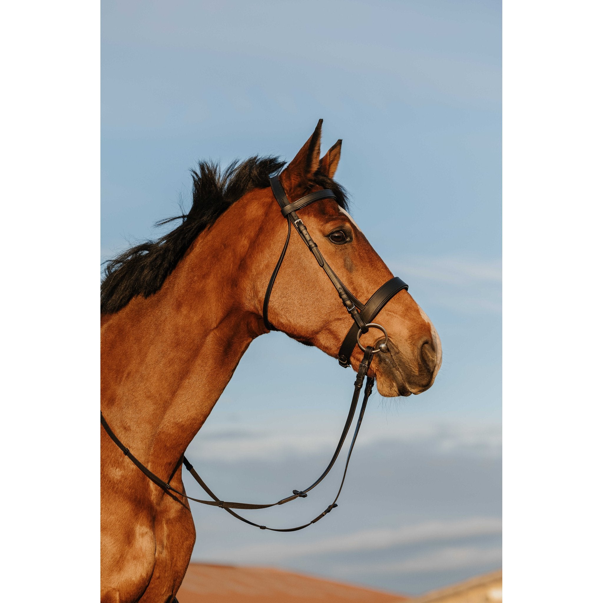 RIDING WORLD Träns med bred nosgrimma