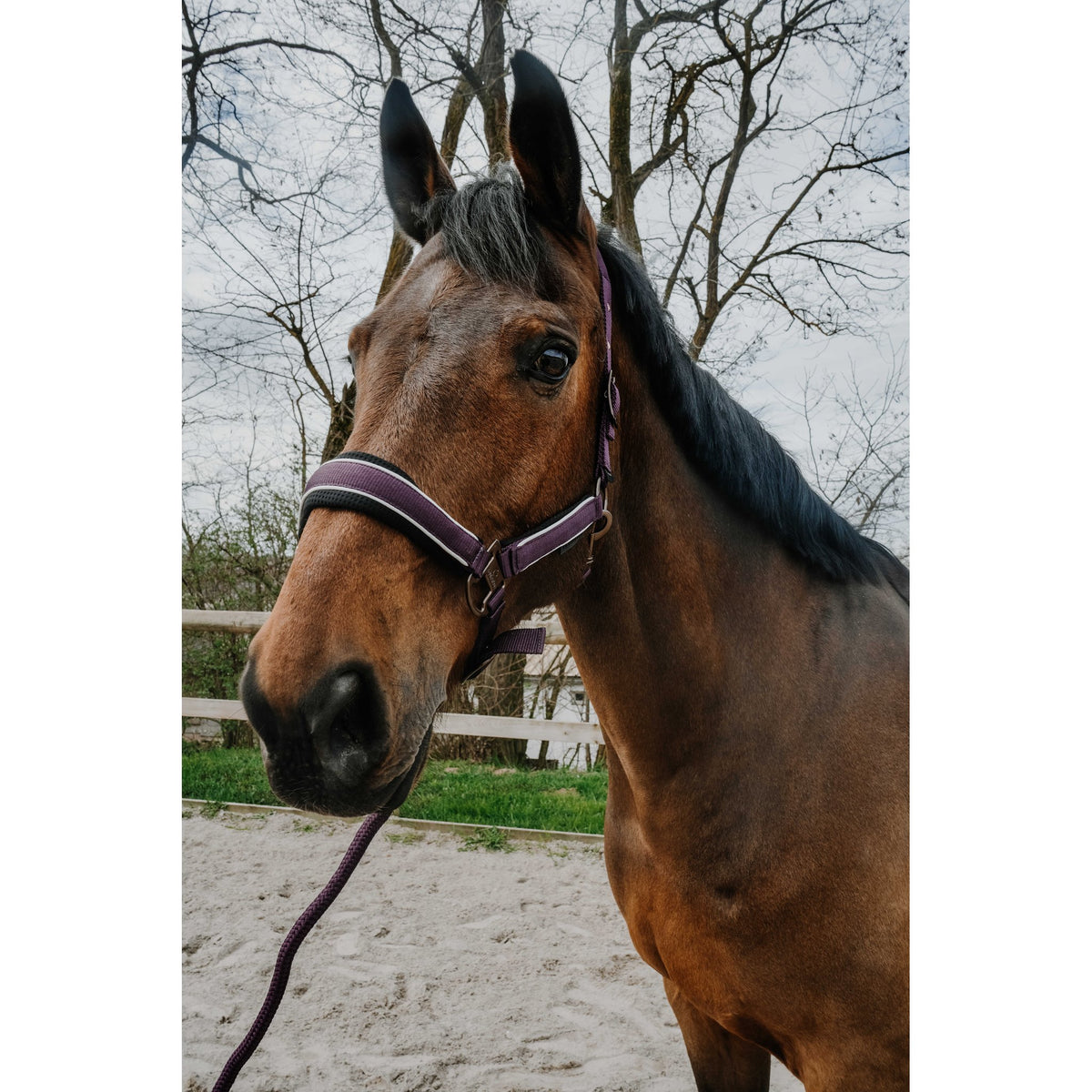 Equitheme Coco set grimma + grimskaft