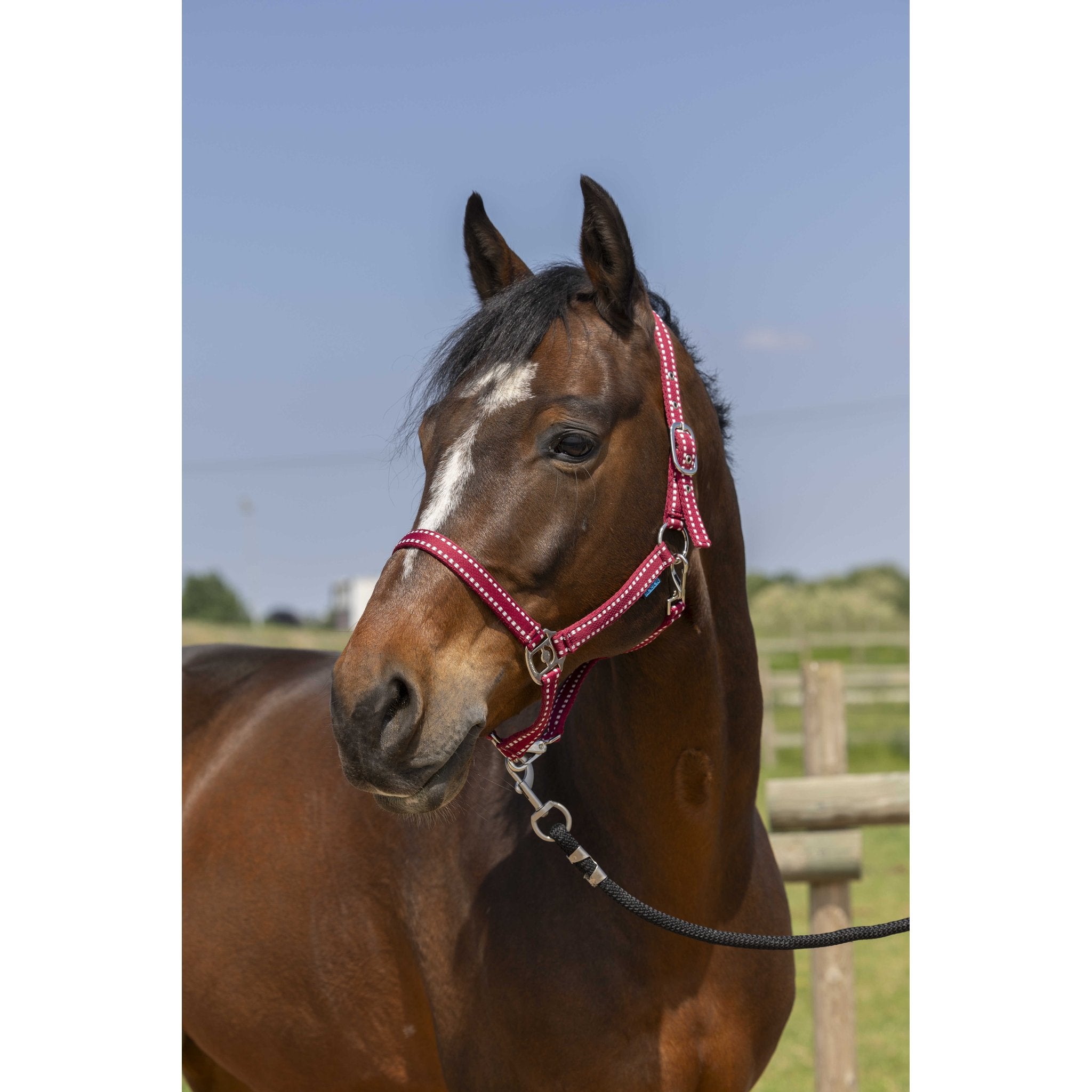 Norton Grooming grimma