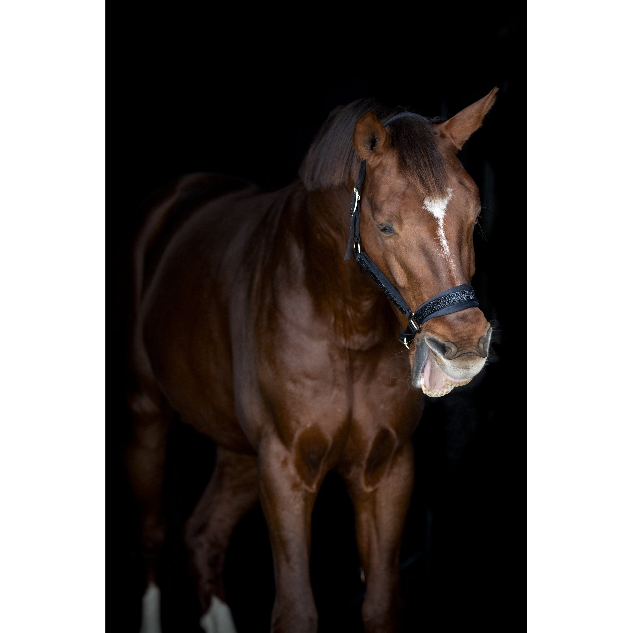 Horse Guard Angel grimma med glitter