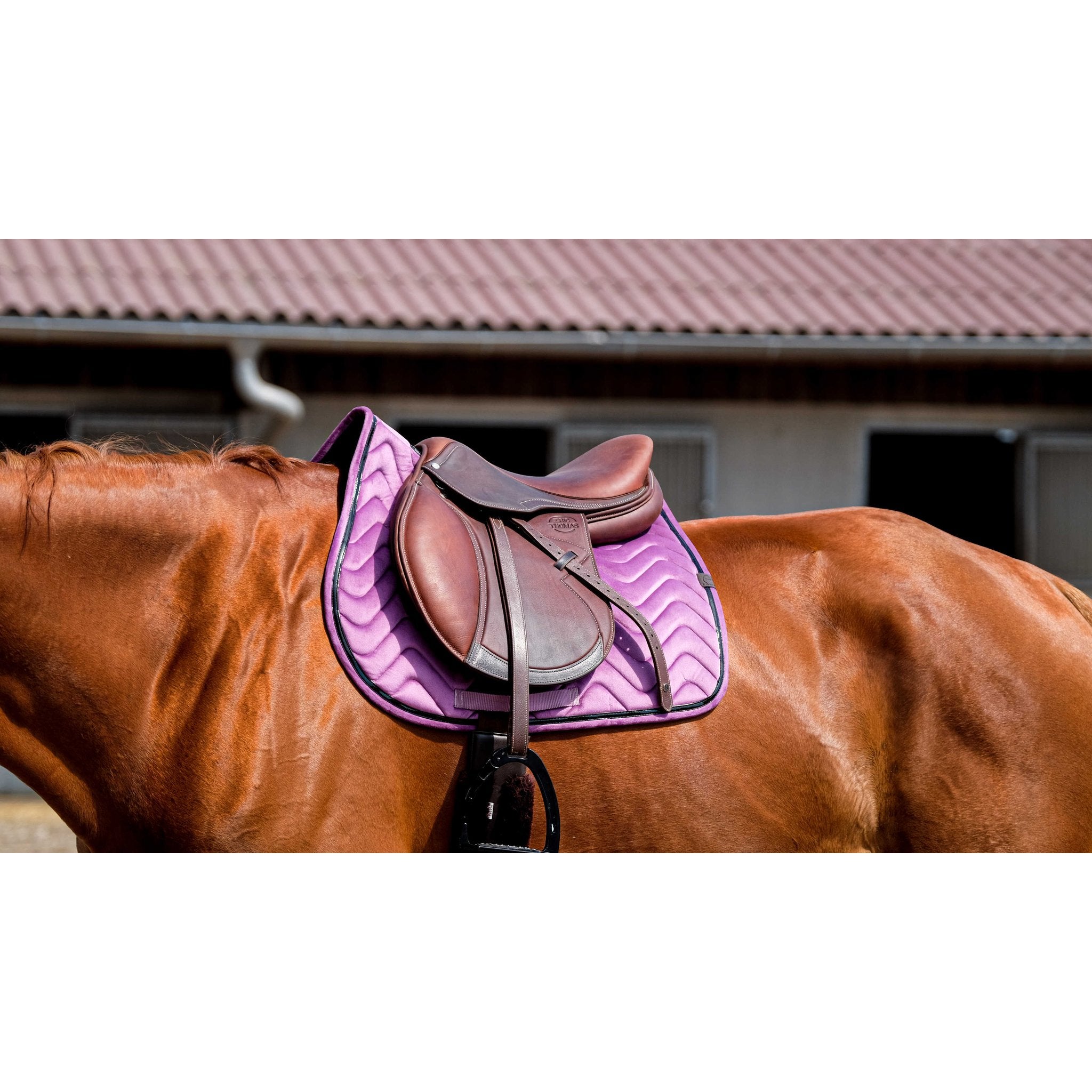 Equithème Glossy Schabrak