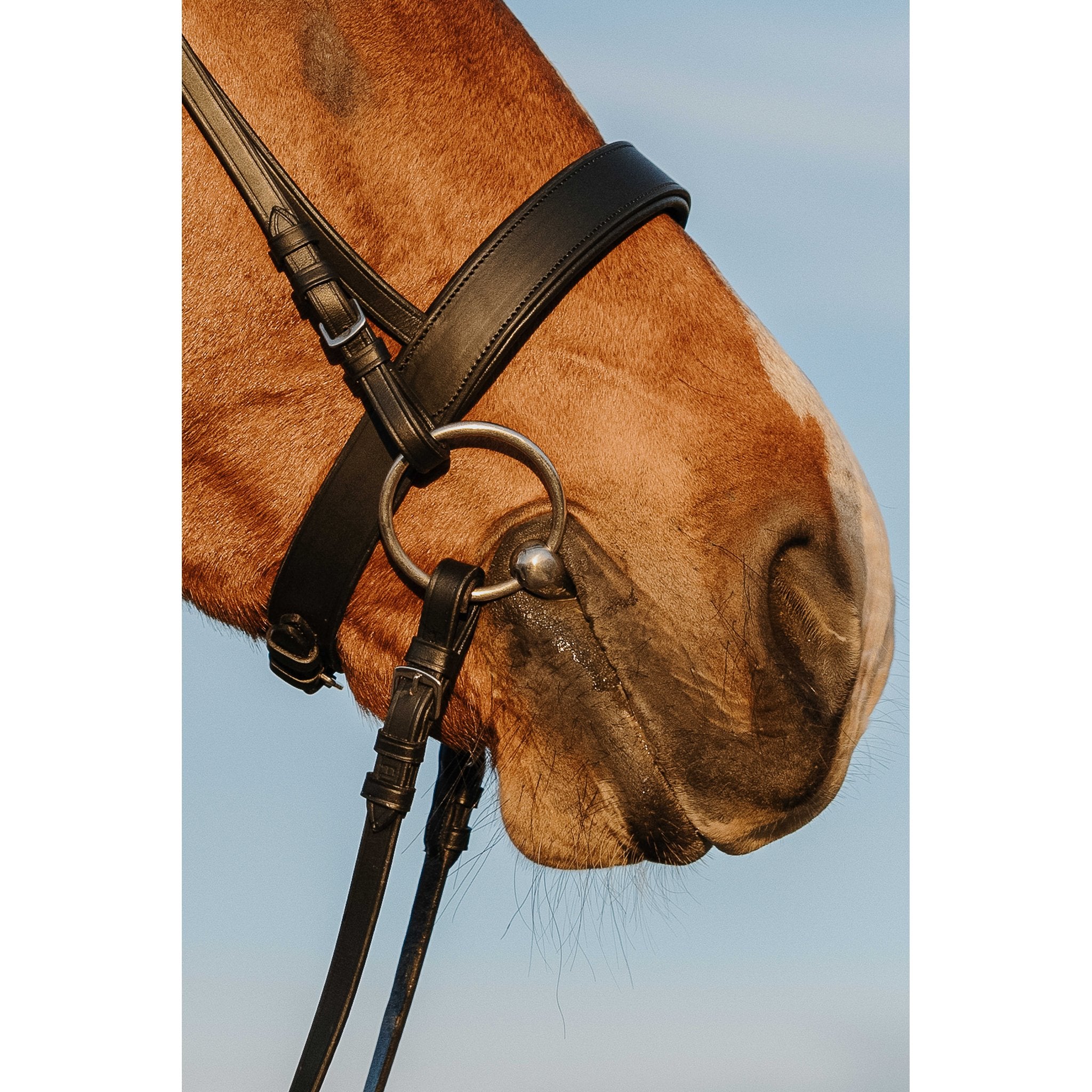 RIDING WORLD Träns med bred nosgrimma