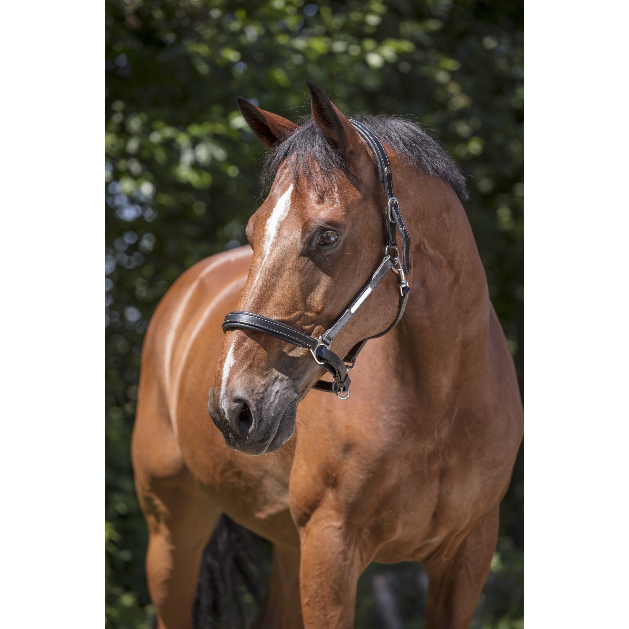 Norton Pro Grooming Lädergrimma