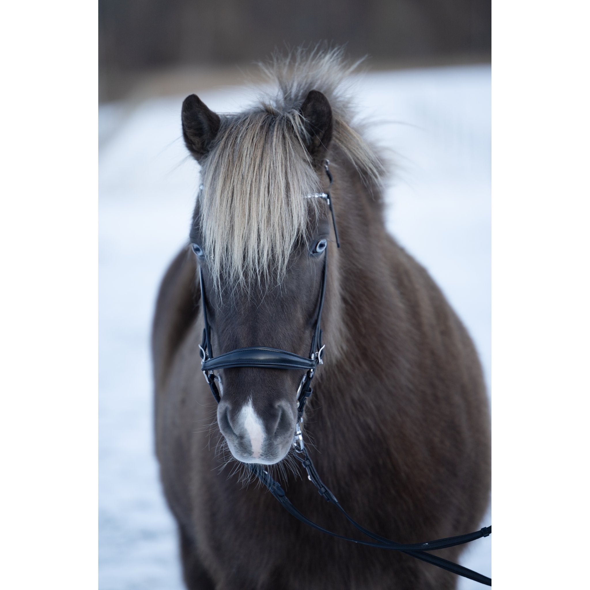 Horse Guard Norfolk träns til islandshest