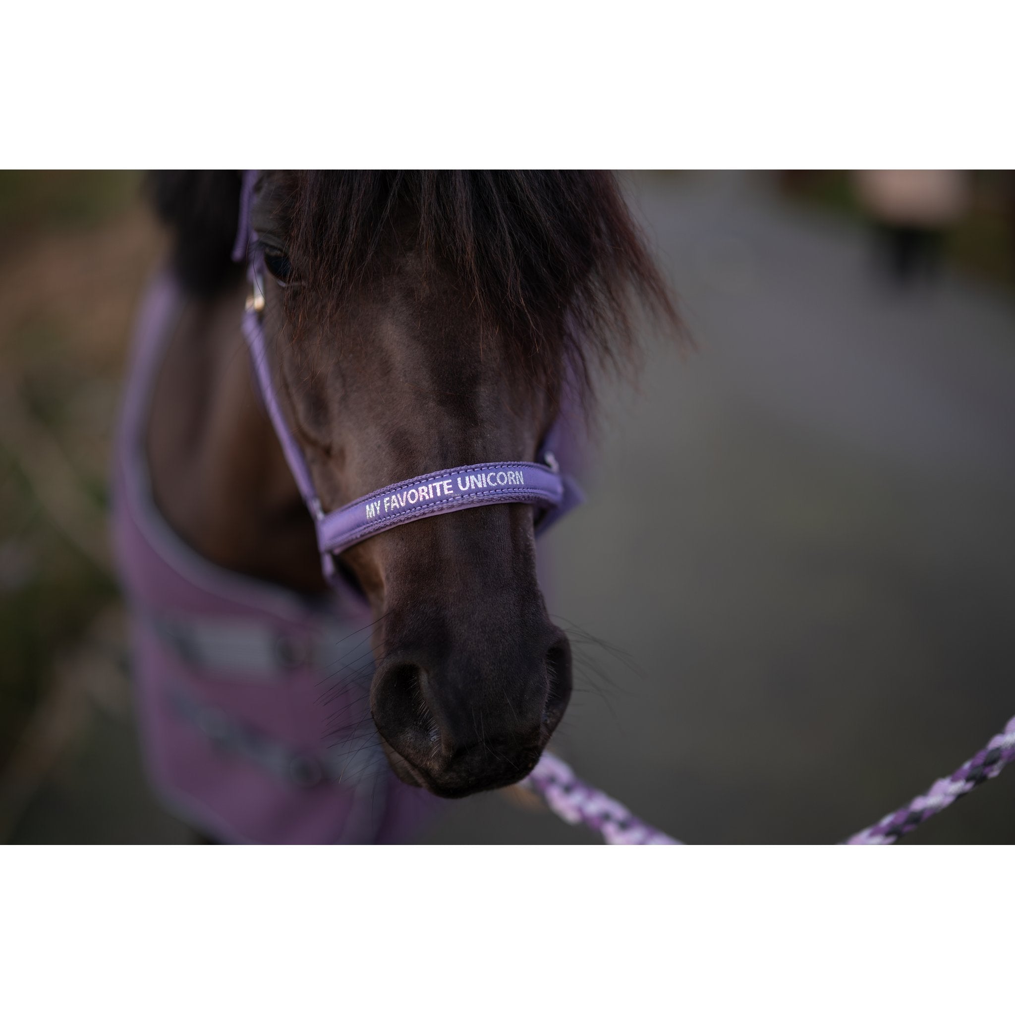 HorseGuard Malva grimma