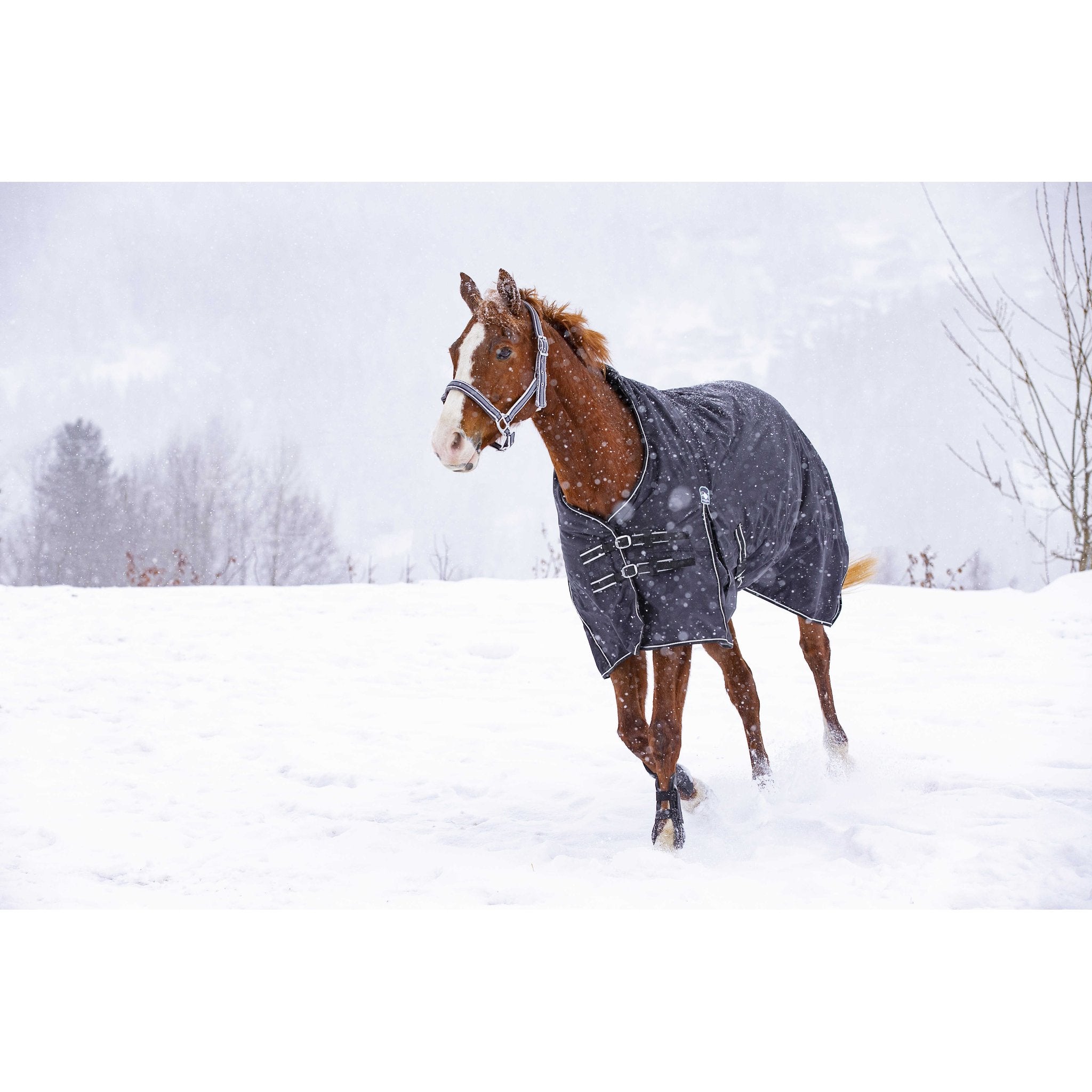 RIDING WORLD - Oxford - Regntäcke 220 g