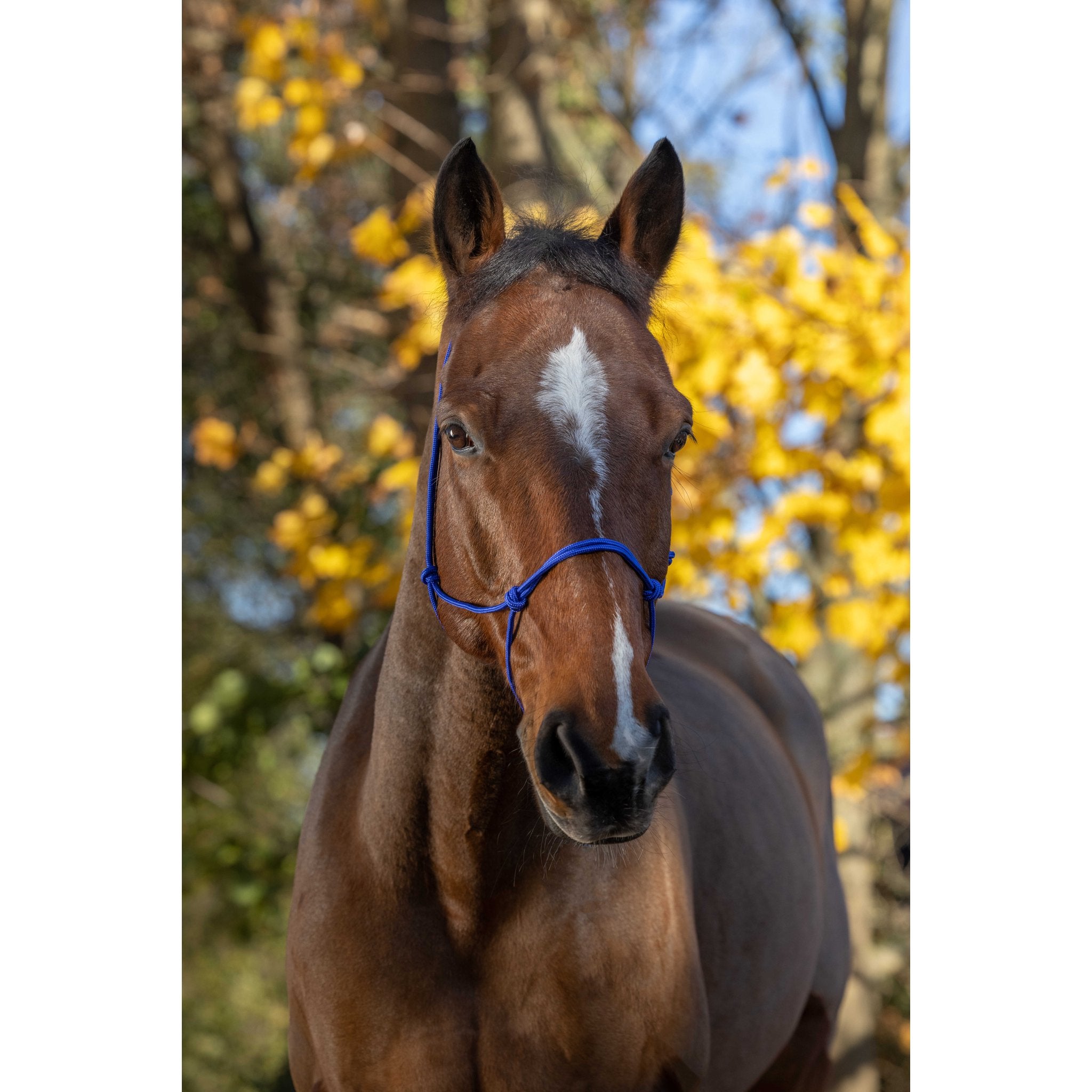 RIDING WORLD Repgrimma