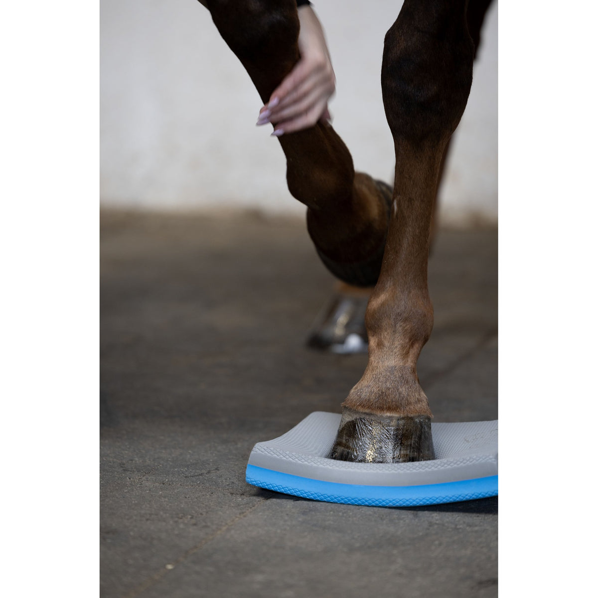 Horse Guard Balance pads, 2-pack