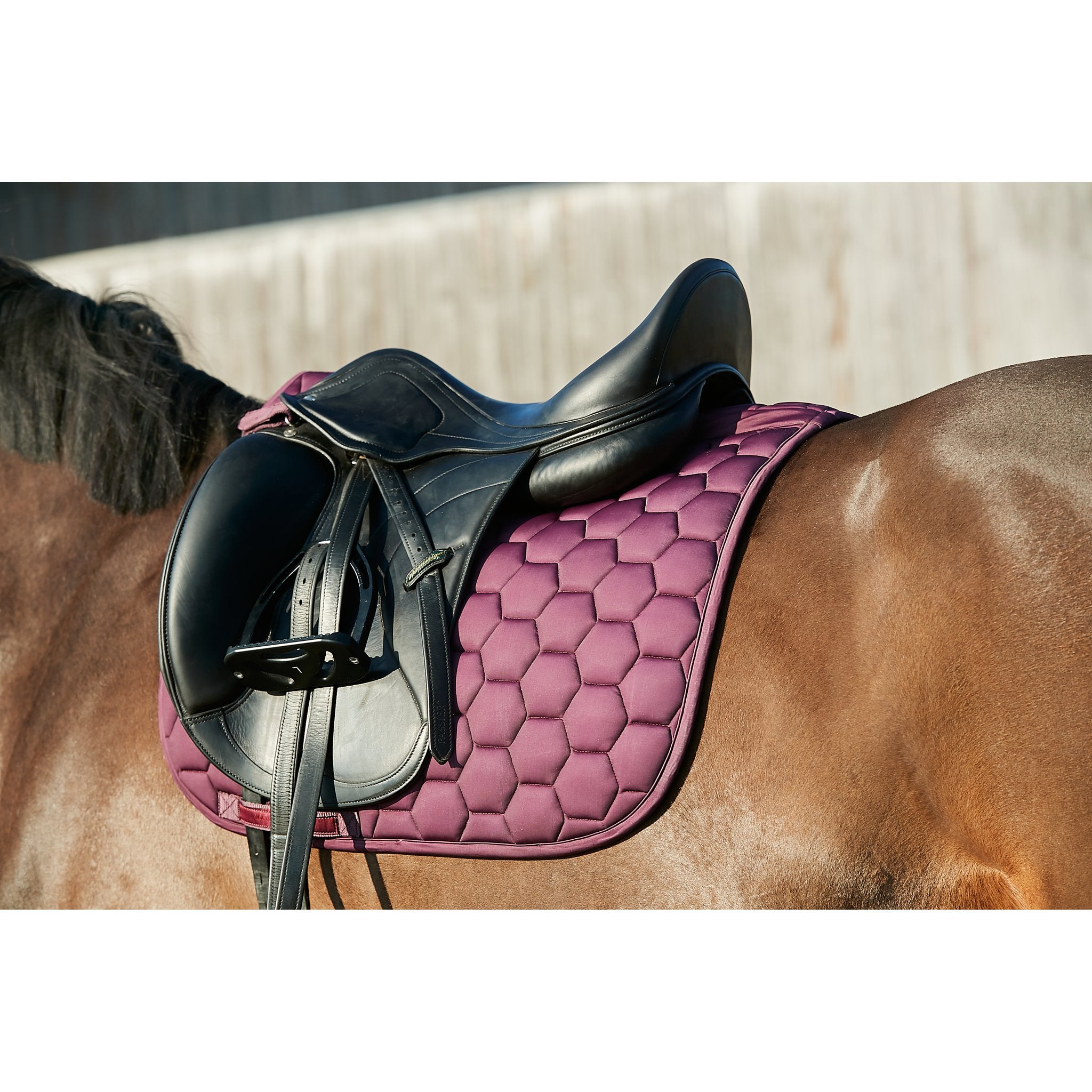 HorseGuard Lennon schabrack Dressyr