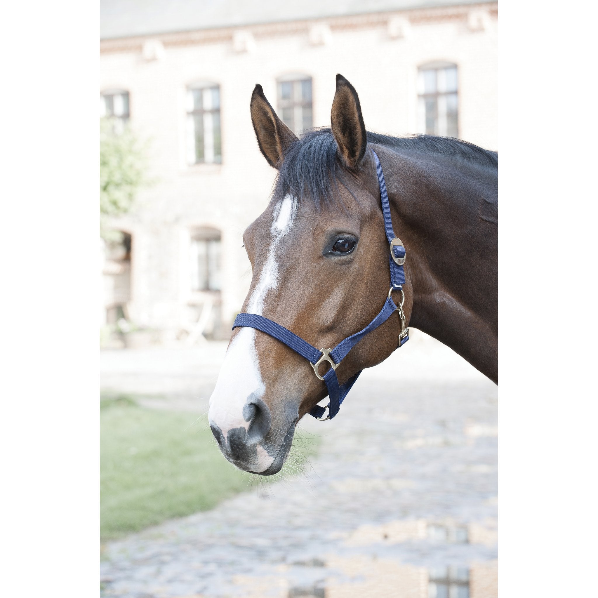 HorseGuard Nylongrimma svart med glidspänne
