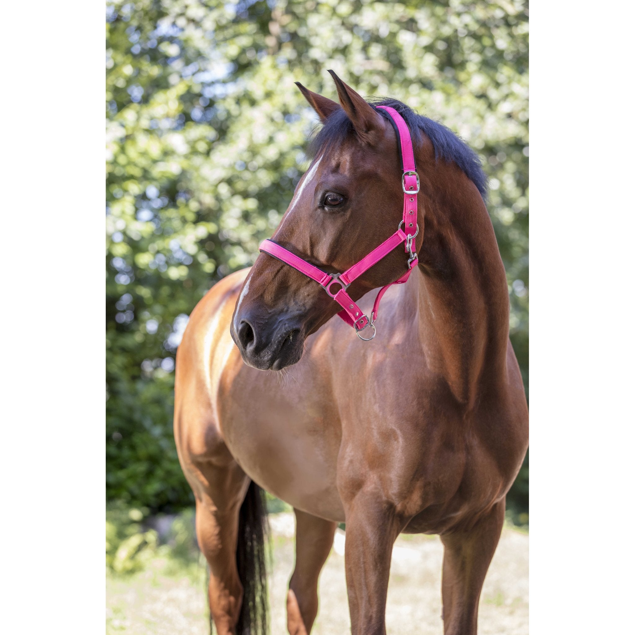 Norton Fluo Lined grimma