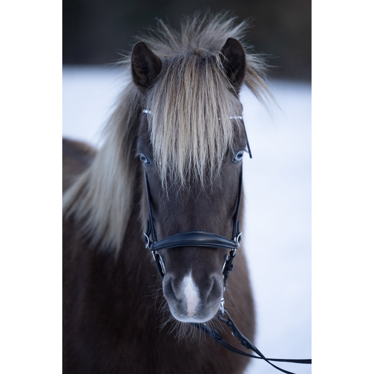 Horse Guard Norfolk träns til islandshest
