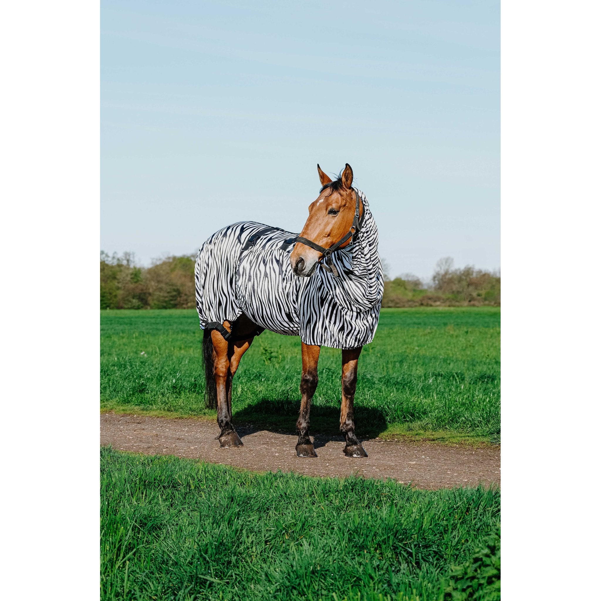RIDING WORLD Anti-eksemtäcke zebra