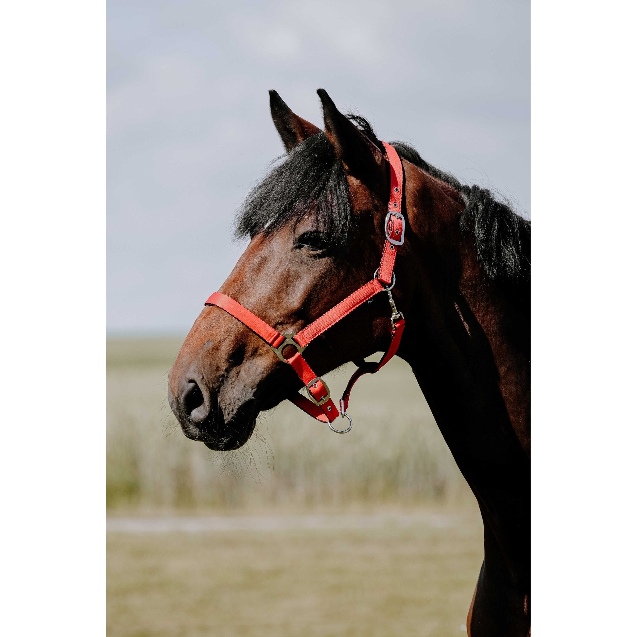 Riding World Cushion Grimma